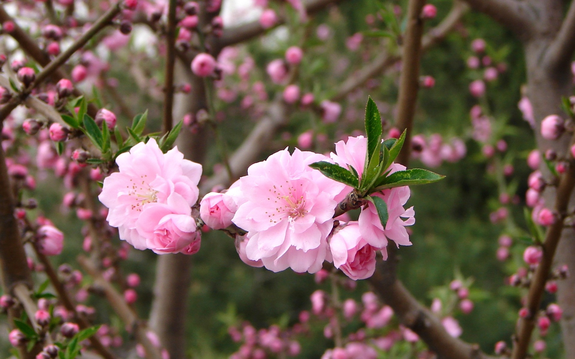 Pink peach flowers HD wallpaper #5 - 1920x1200