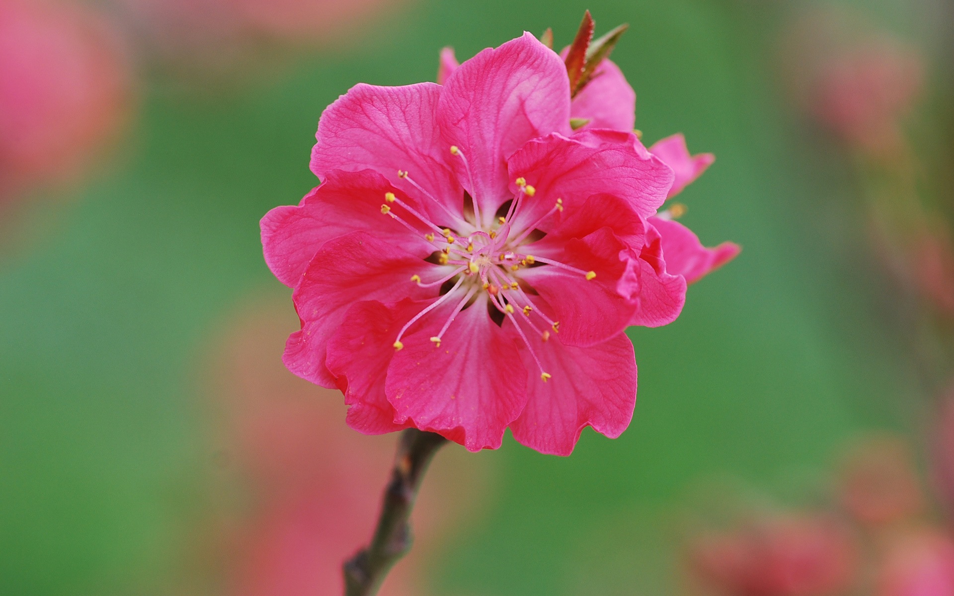 Pink peach flowers HD wallpaper #17 - 1920x1200