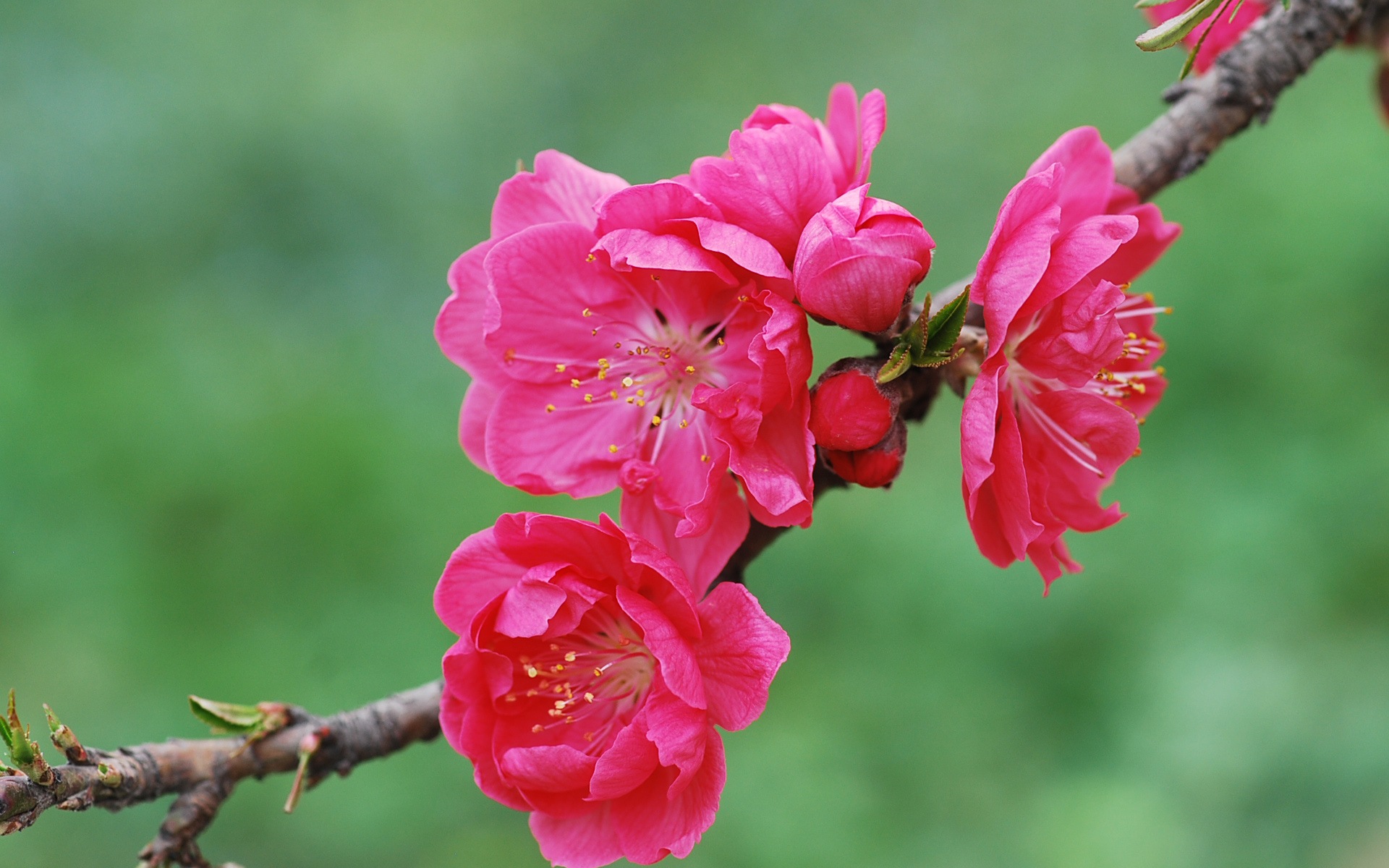 Pink peach flowers HD wallpaper #20 - 1920x1200