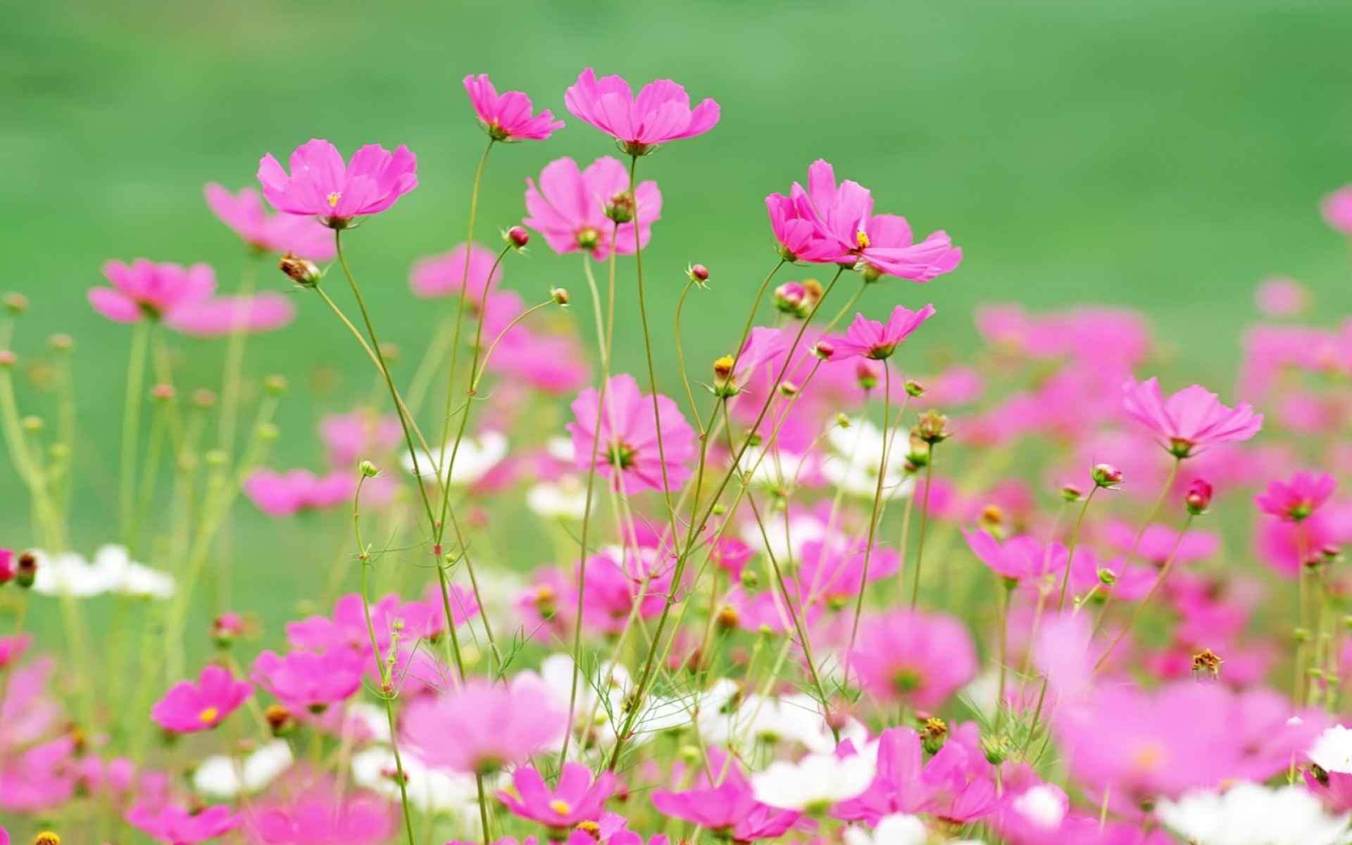 Hazy beautiful flowers HD wallpaper #15 - 1920x1200