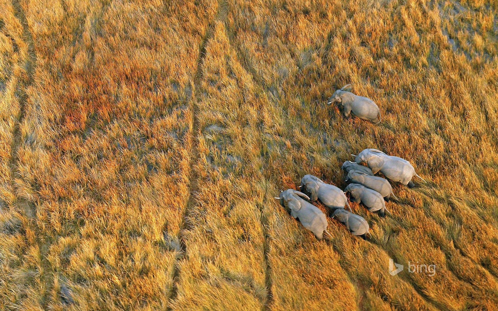 Octobre 2014 thème des animaux Bing fond d'écran #3 - 1920x1200