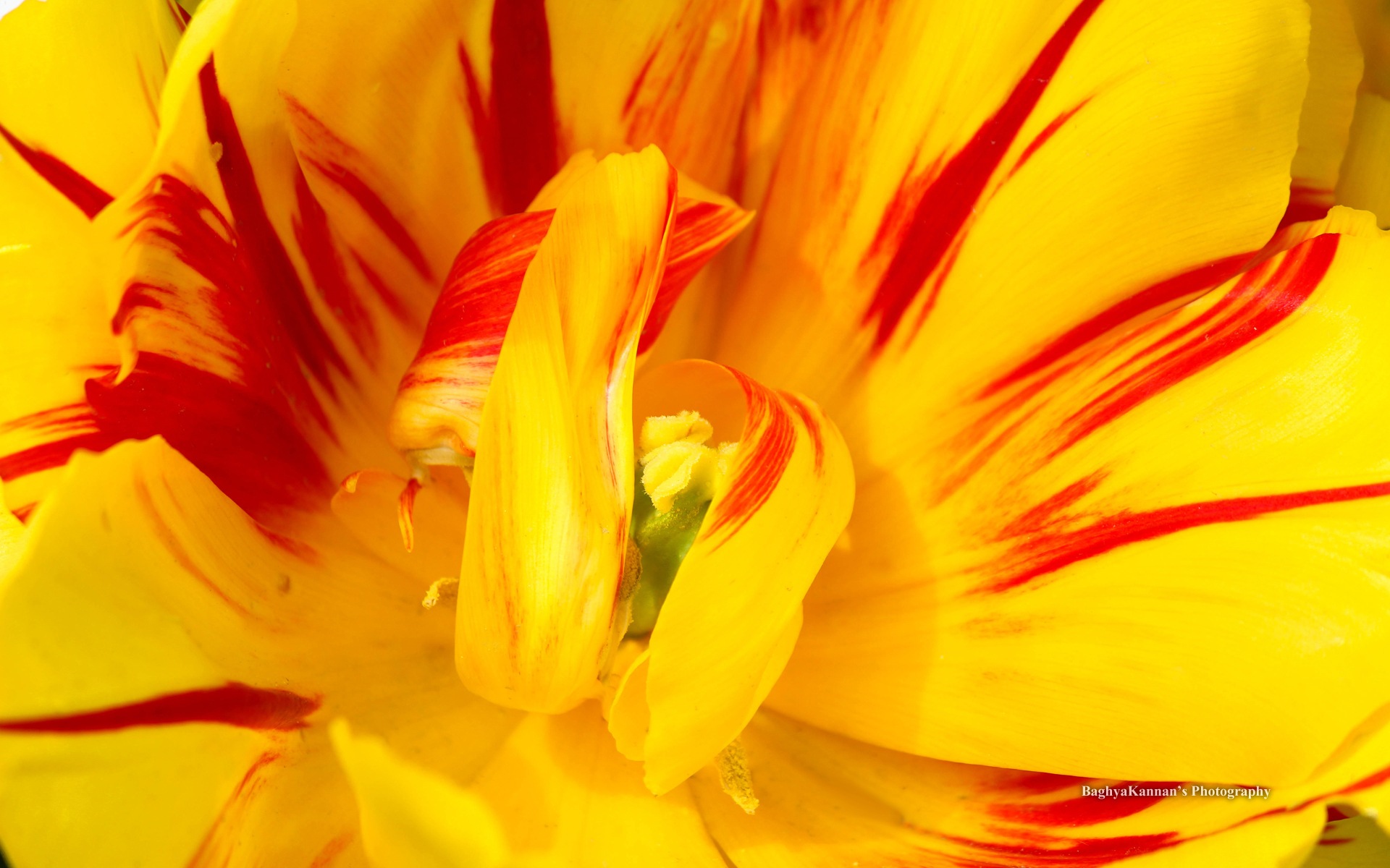 美しいチューリップの花、Windows 8のテーマのHD壁紙 #2 - 1920x1200