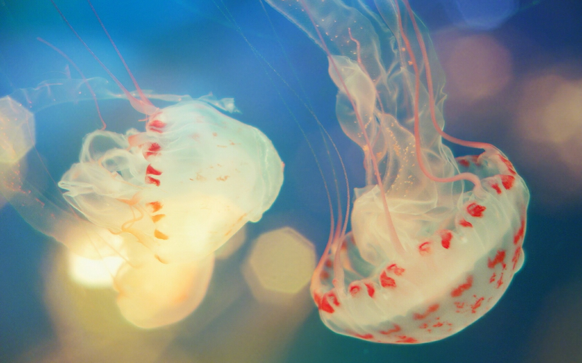 Windows 8 主題壁紙，水母 #1 - 1920x1200