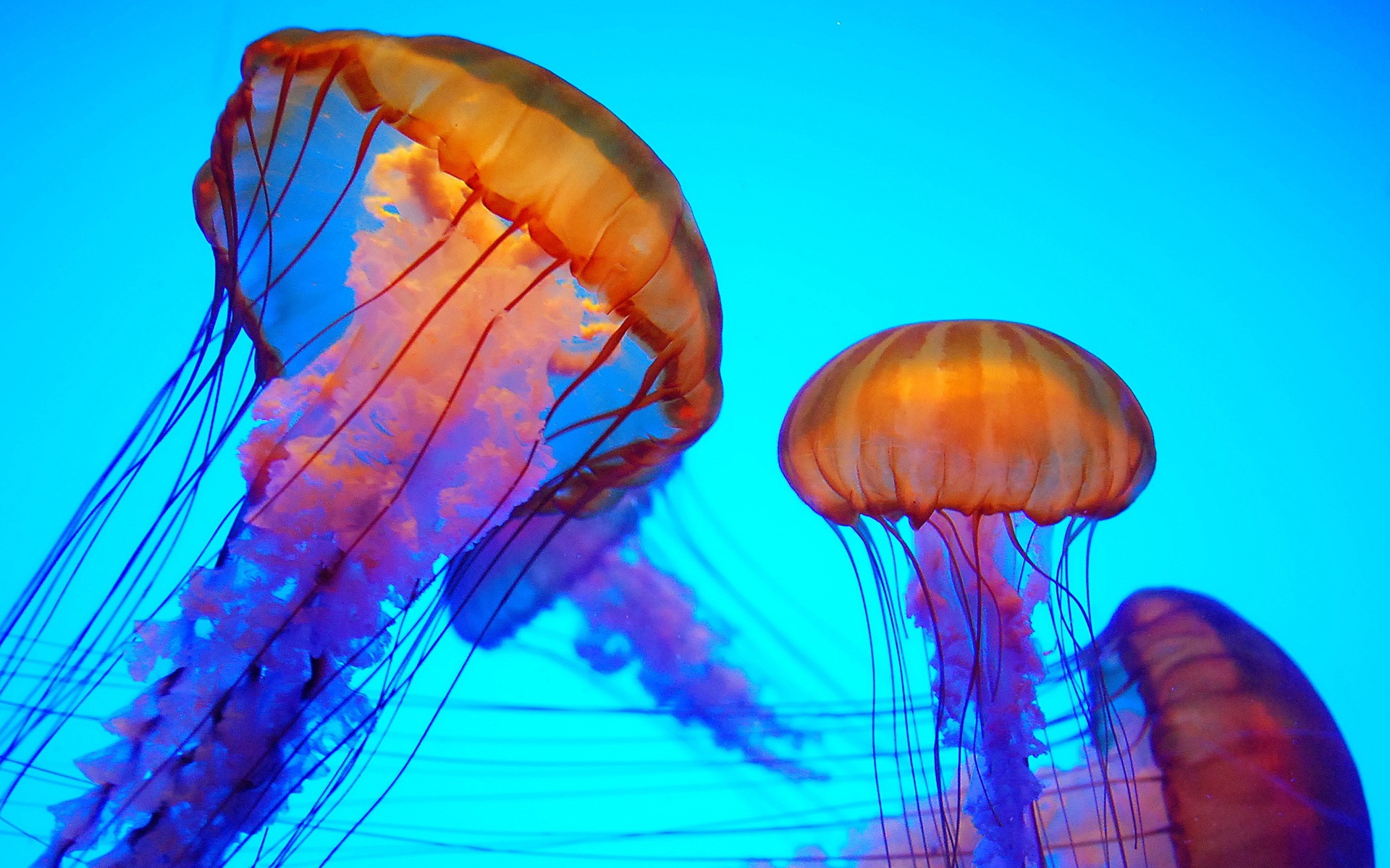 Windows 8 theme wallpaper, jellyfish #18 - 1920x1200