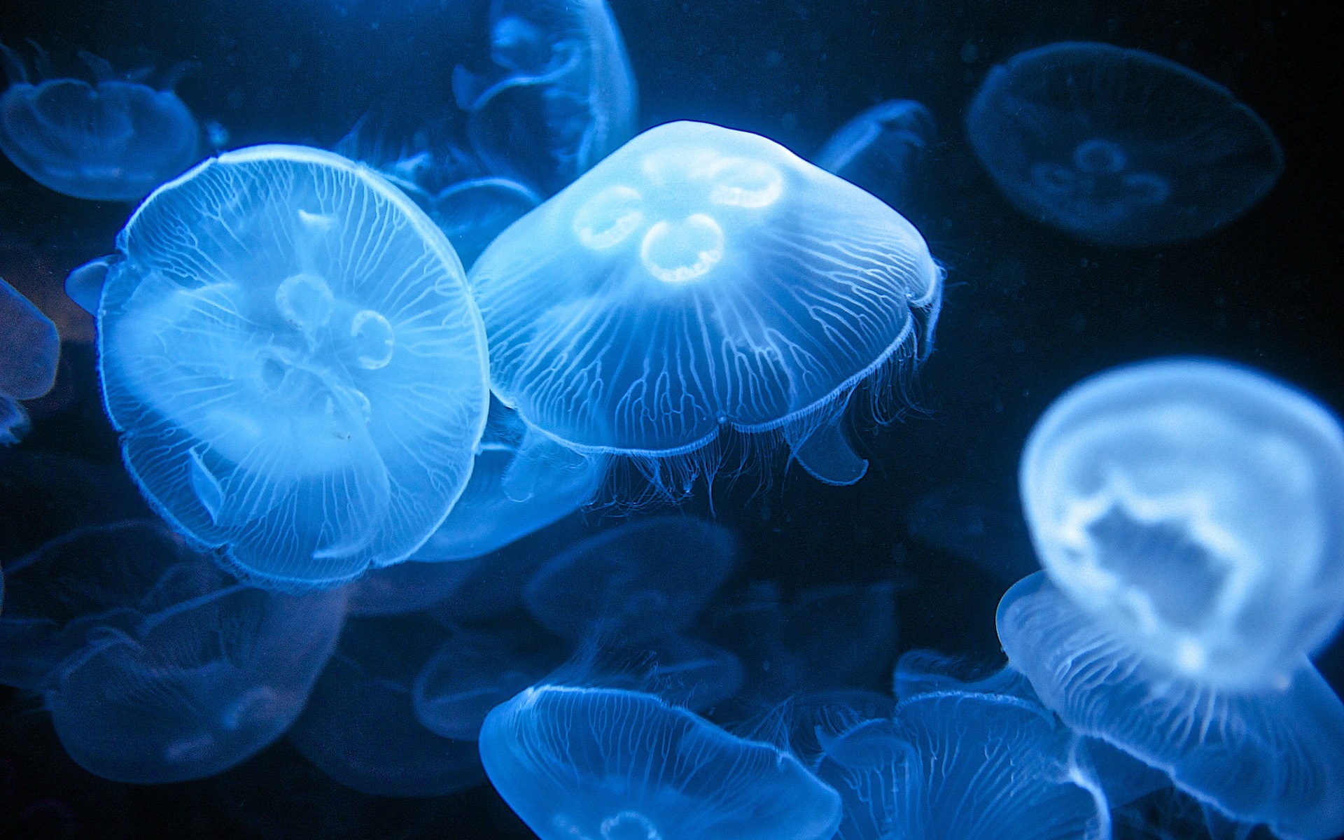 Windows 8 theme wallpaper, jellyfish #19 - 1920x1200