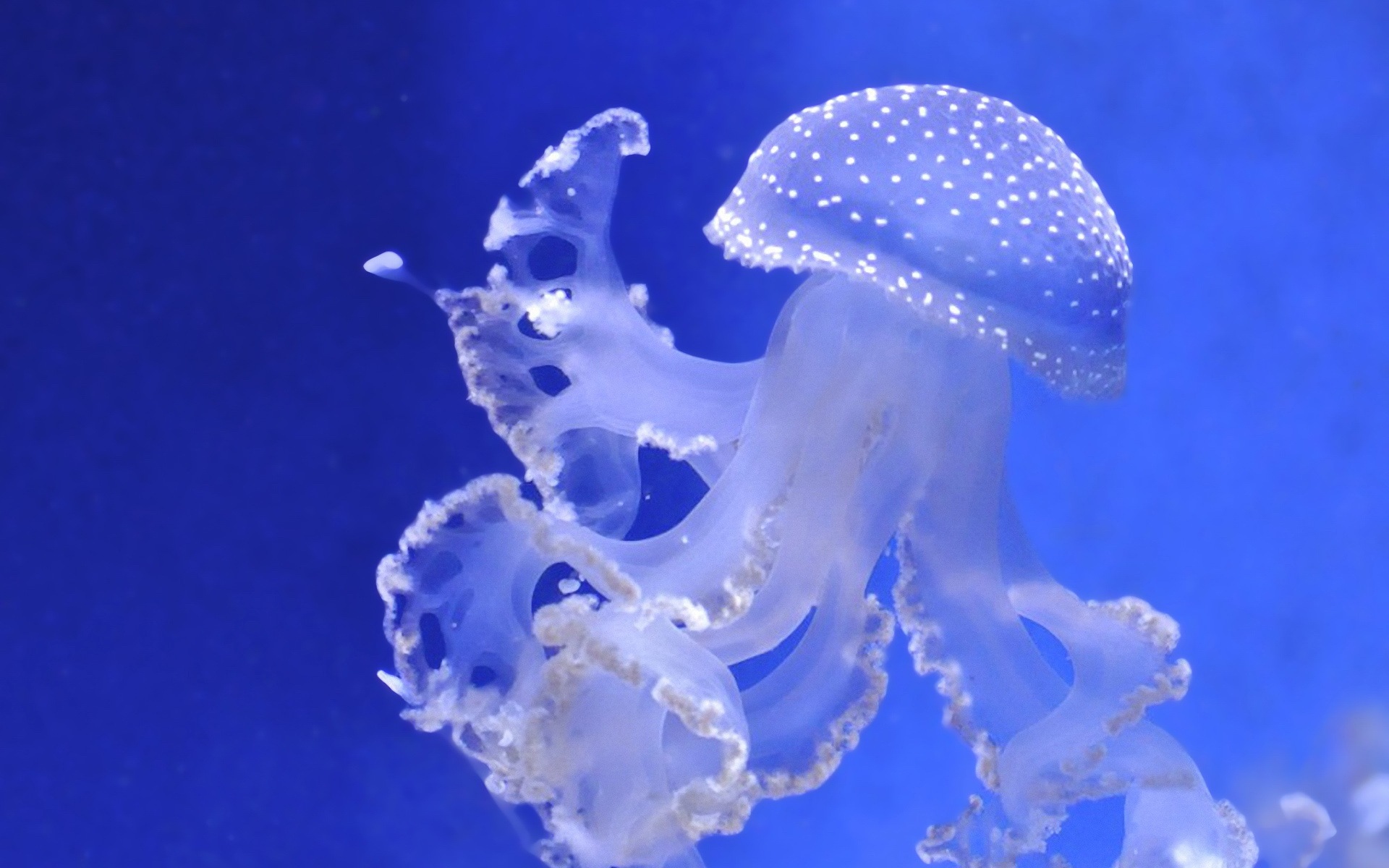 Windows 8 theme wallpaper, jellyfish #22 - 1920x1200