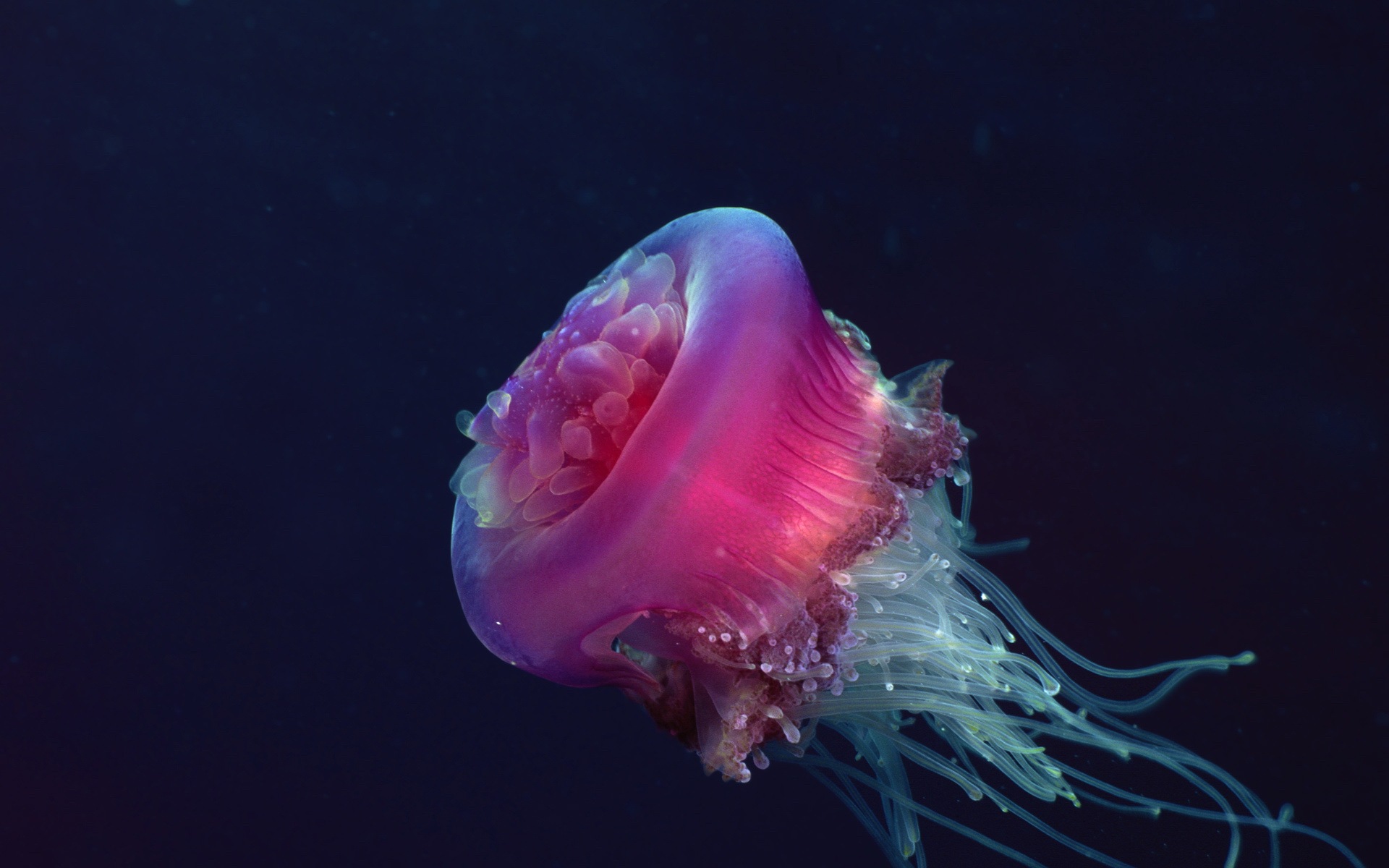 Windows 8 theme wallpaper, jellyfish #23 - 1920x1200