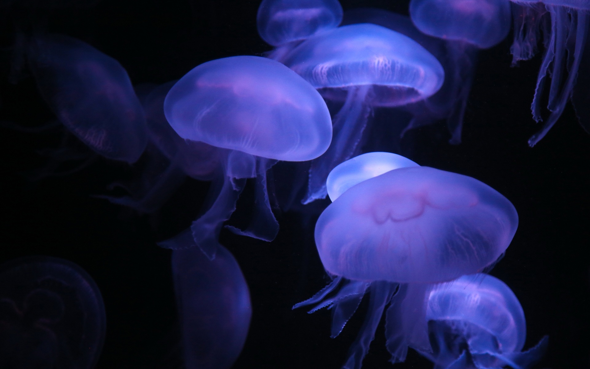 Windows 8 theme wallpaper, jellyfish #24 - 1920x1200