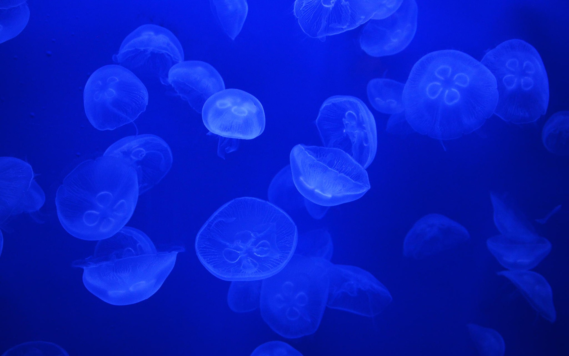 Windows 8 theme wallpaper, jellyfish #25 - 1920x1200