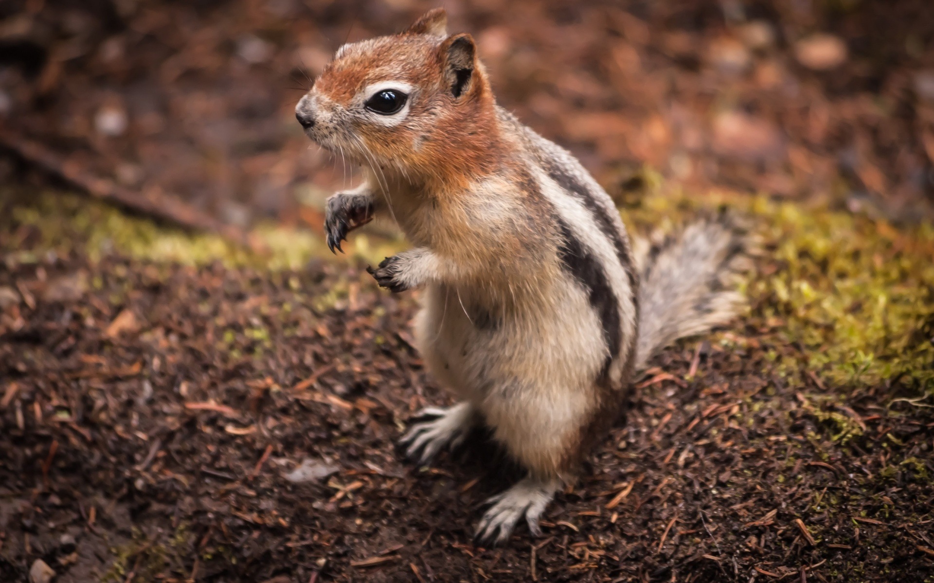 動物、クローズアップ、かわいいリスのHDの壁紙 #2 - 1920x1200