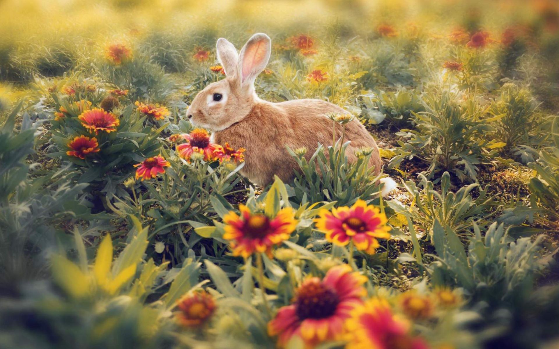 Furry animals, cute bunny HD wallpapers #9 - 1920x1200