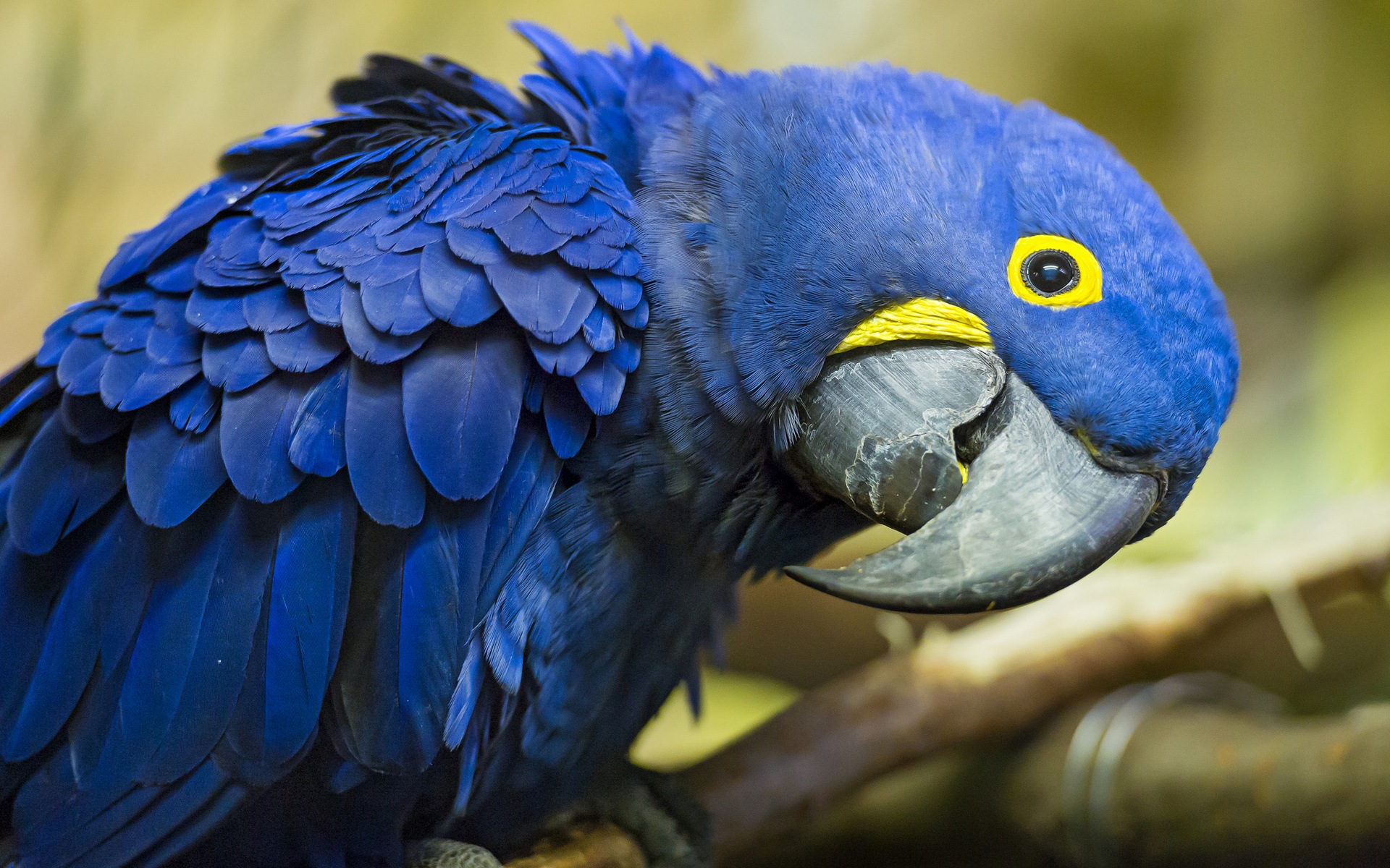 クローズアップのHDの壁紙をコンゴウインコ #18 - 1920x1200