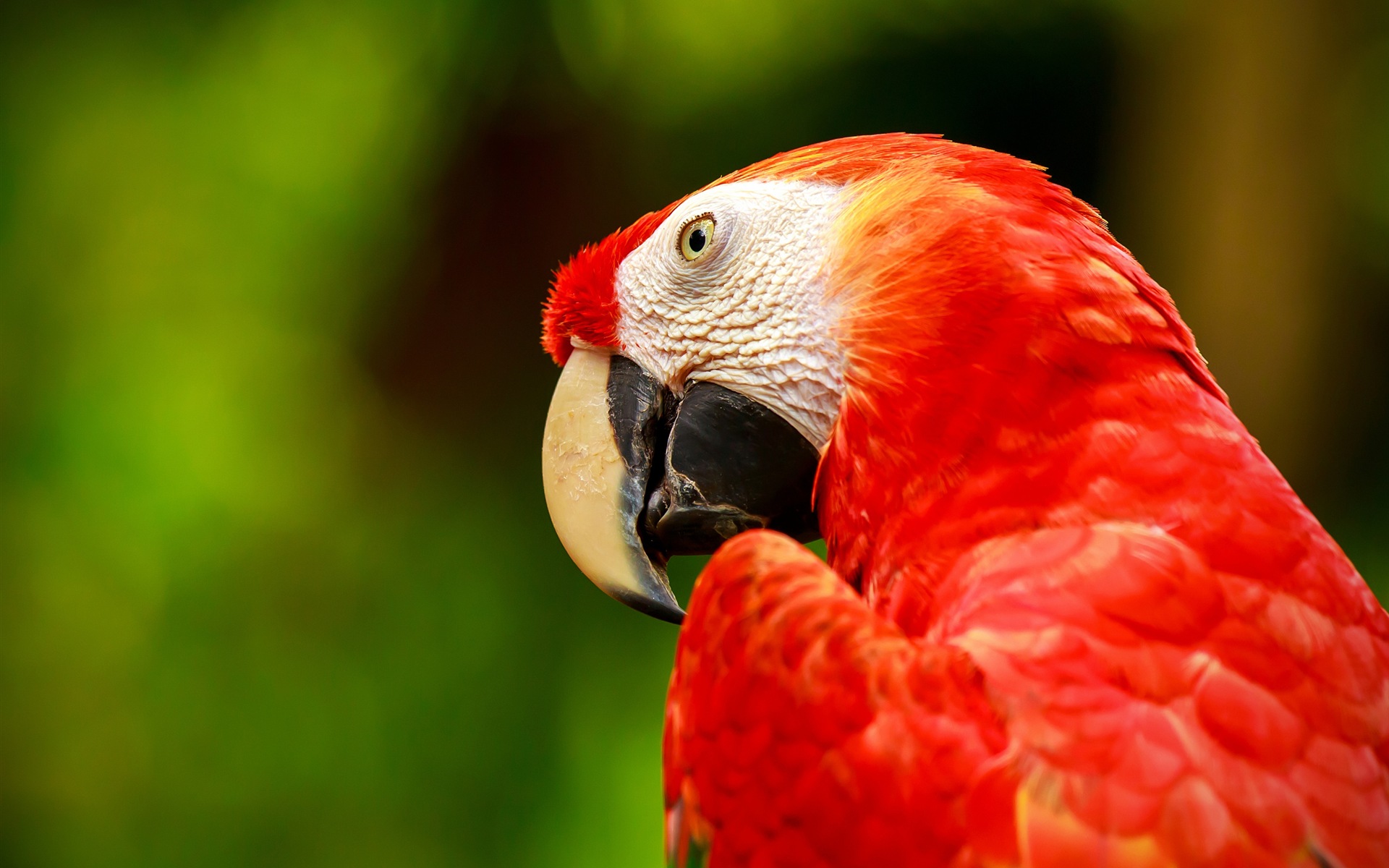 guacamayo primer plano HD fondos de pantalla #26 - 1920x1200