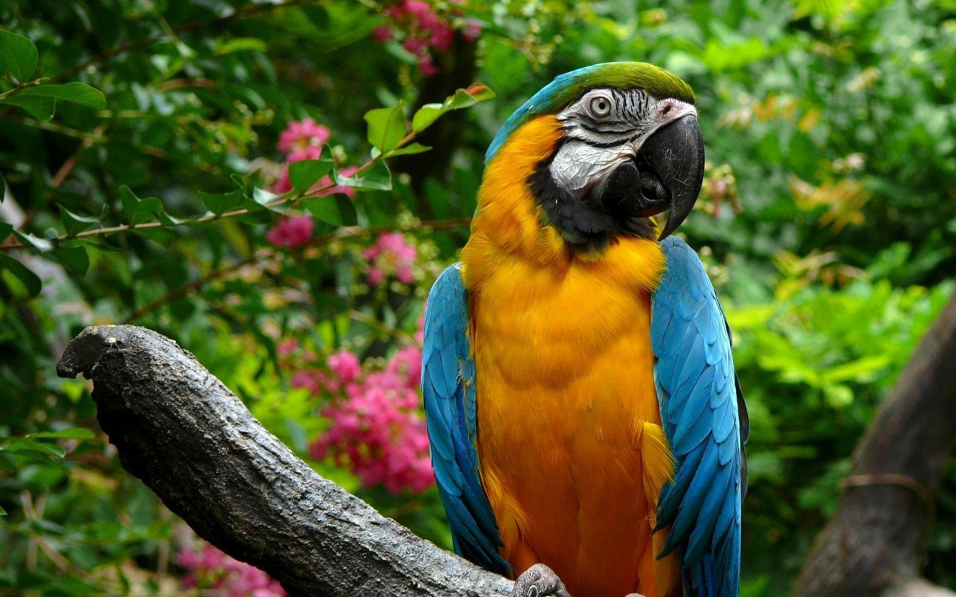 guacamayo primer plano HD fondos de pantalla #27 - 1920x1200