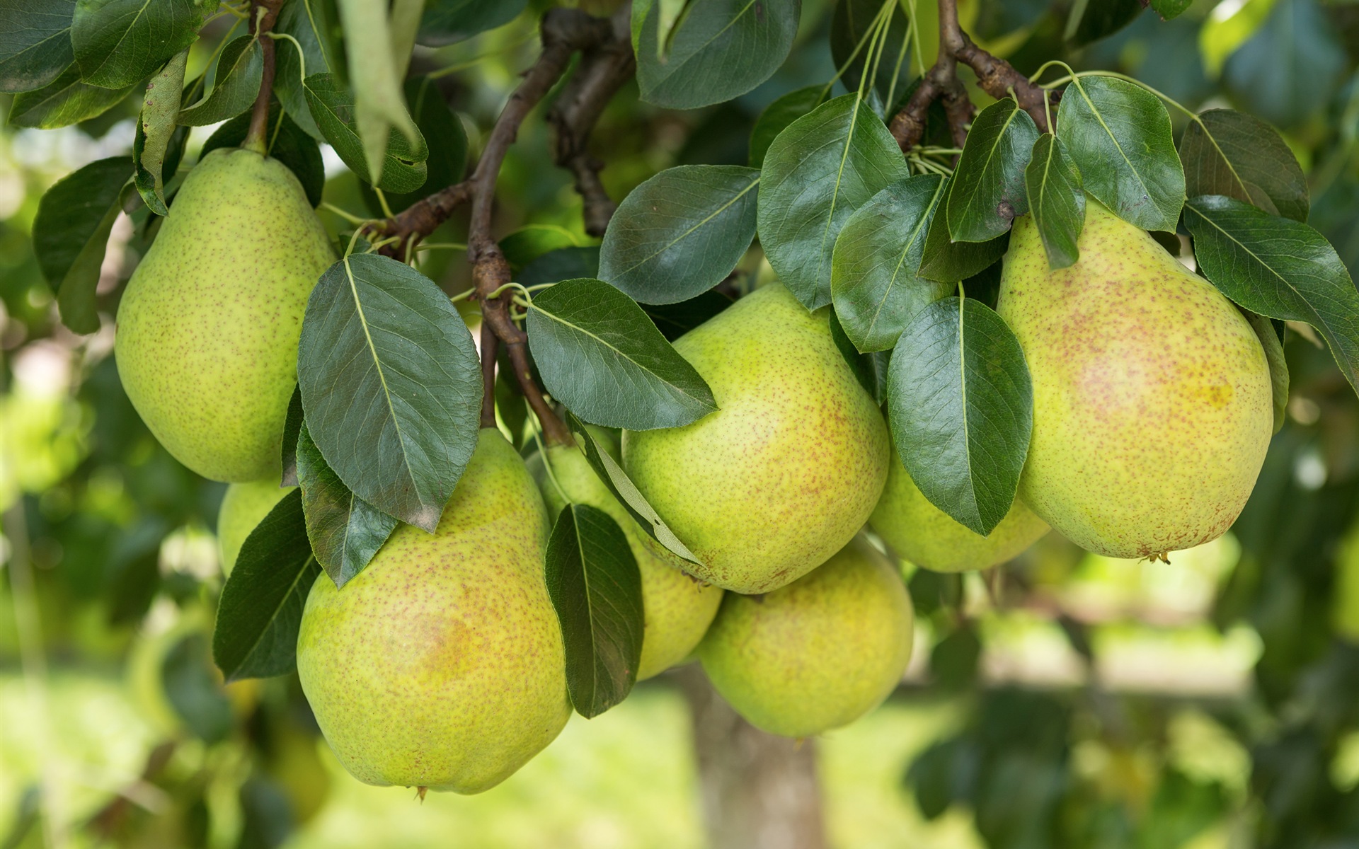 Suculenta fruta, peras fondos de pantalla de alta definición en primer plano #24 - 1920x1200