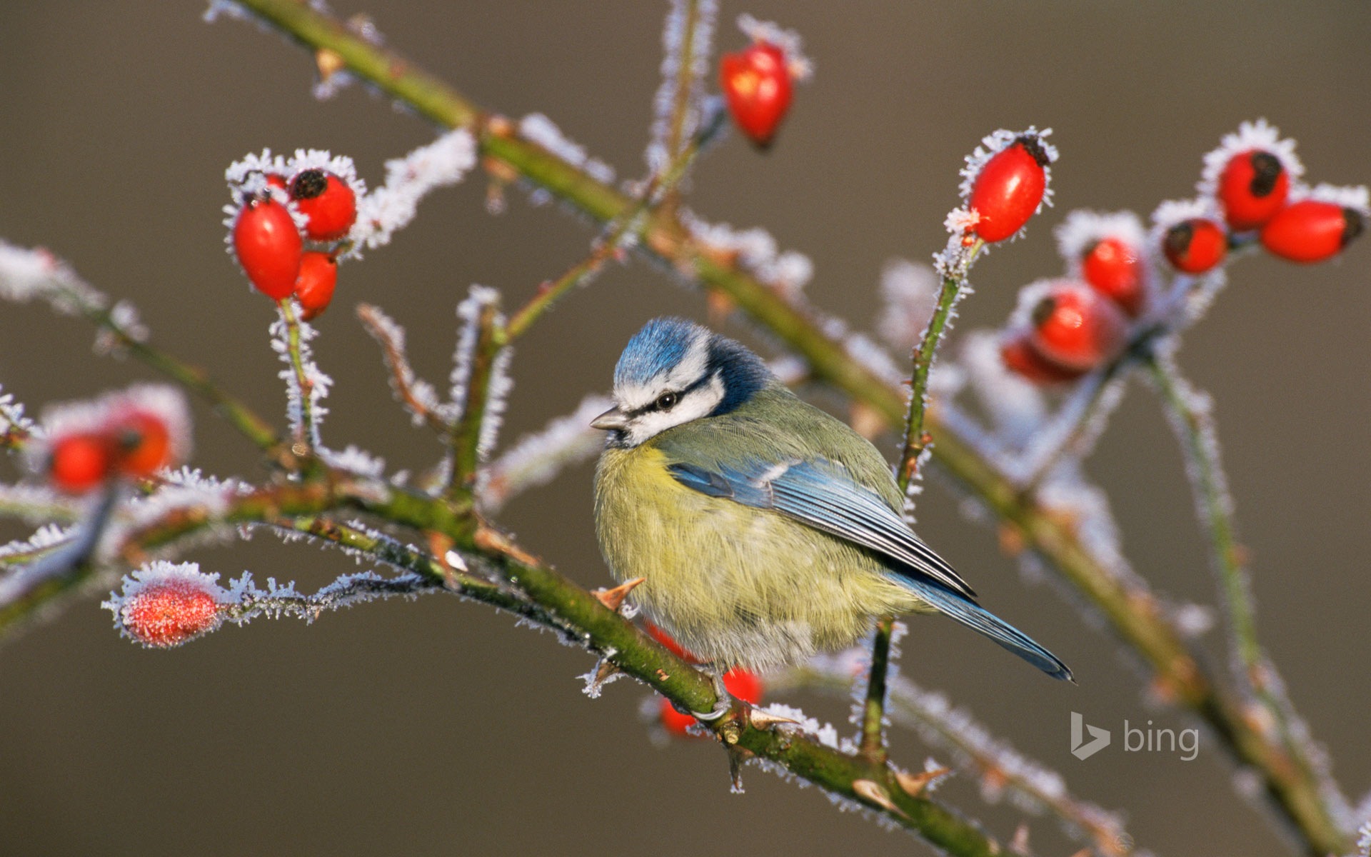 Janvier 2015 fonds d'écran HD Bing #20 - 1920x1200