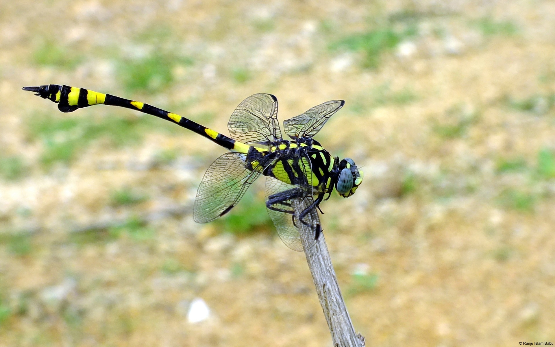 Windows 8主題壁紙，昆蟲的世界 #6 - 1920x1200