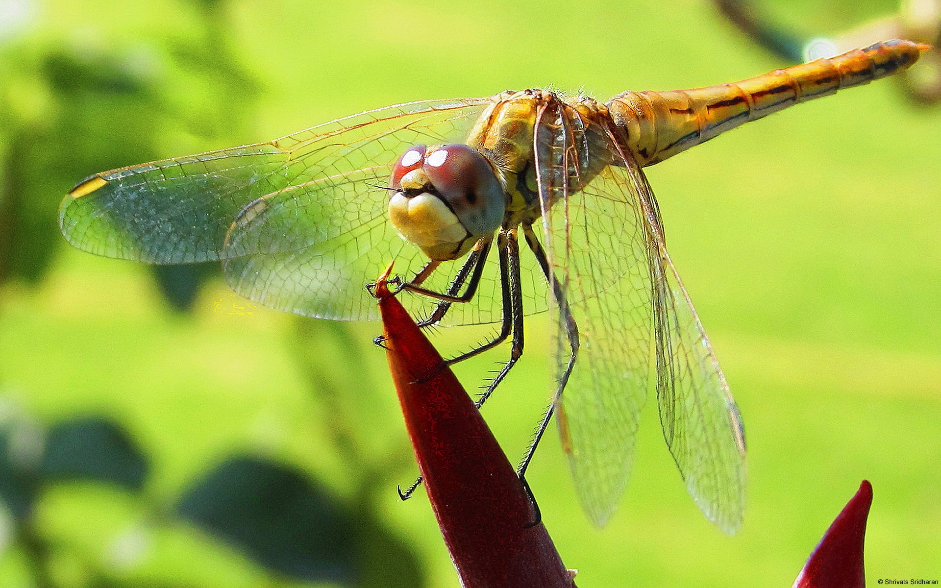 Windows 8 theme wallpaper, insects world #11 - 1920x1200