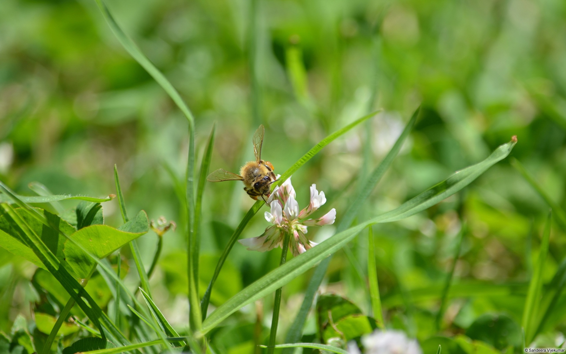 Windows 8 theme wallpaper, insects world #16 - 1920x1200