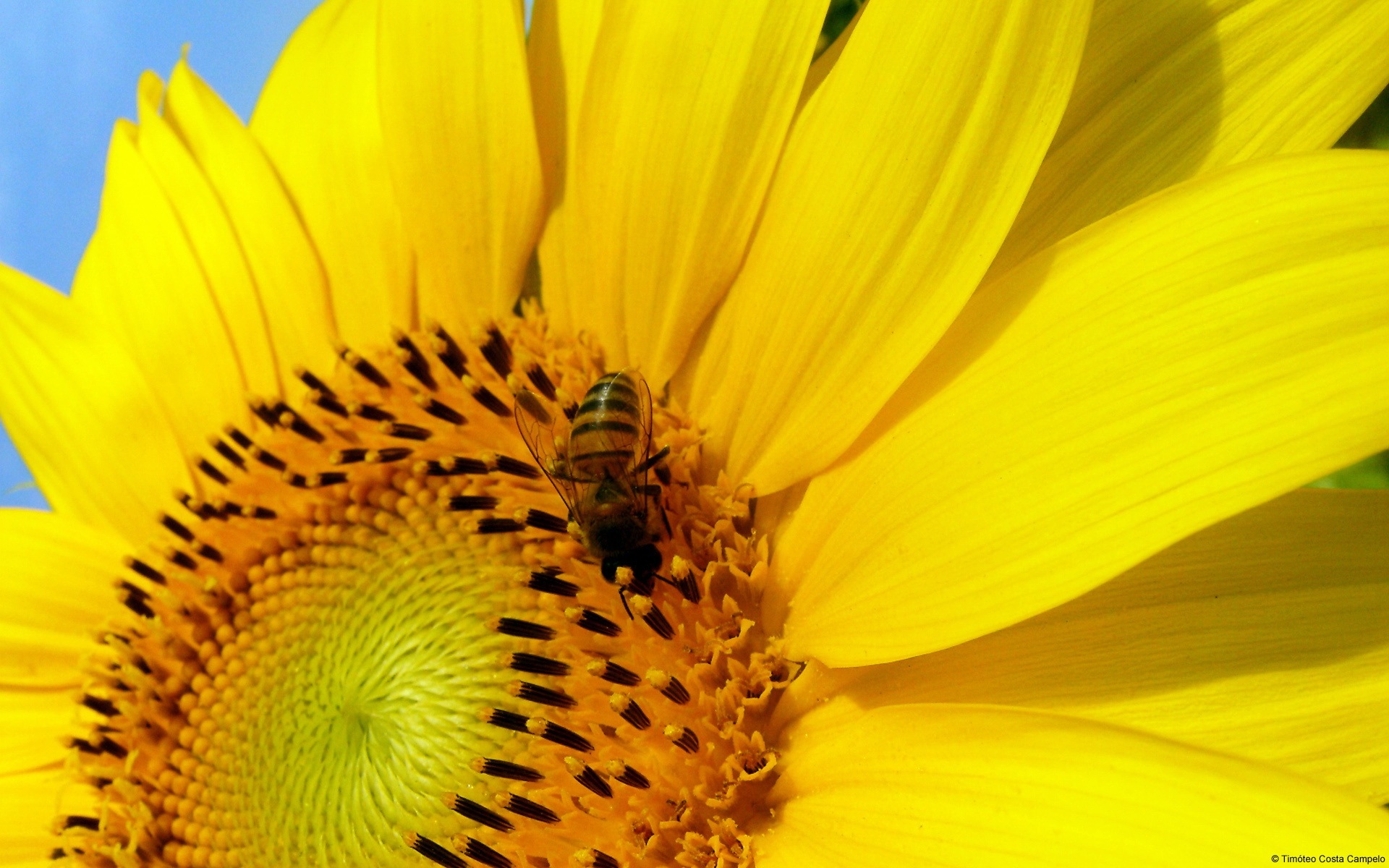 Windows 8 theme wallpaper, insects world #20 - 1920x1200