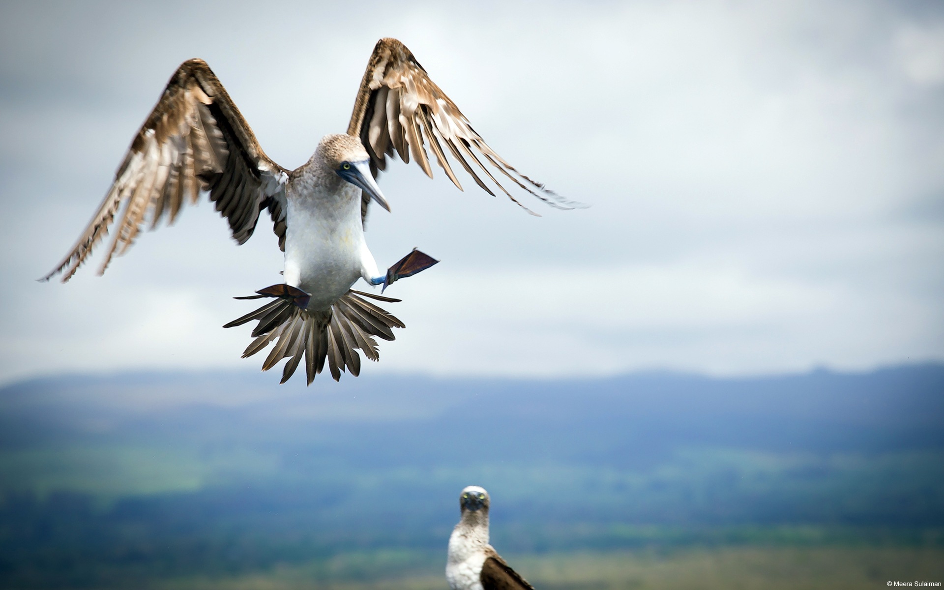 動物の楽しい、Windows 8のHDの壁紙 #11 - 1920x1200