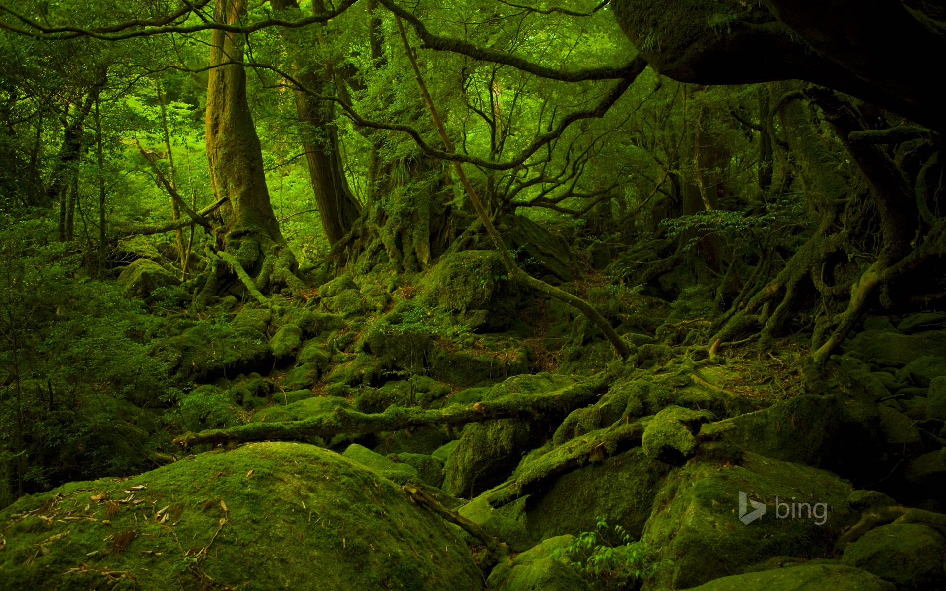 2015年3月 Bing必應高清壁紙 #16 - 1920x1200