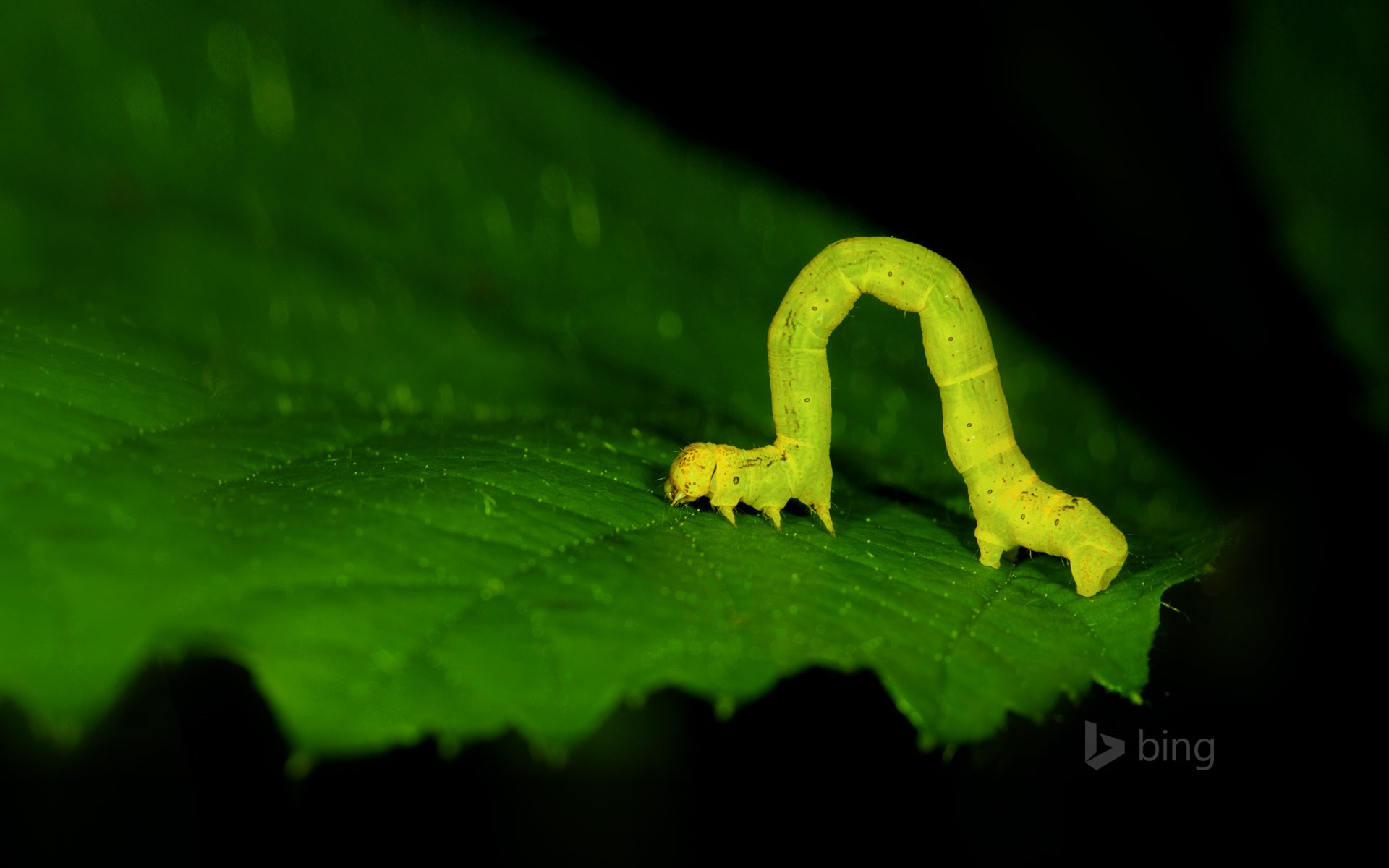 2015年4月 Bing必應高清壁紙 #5 - 1920x1200