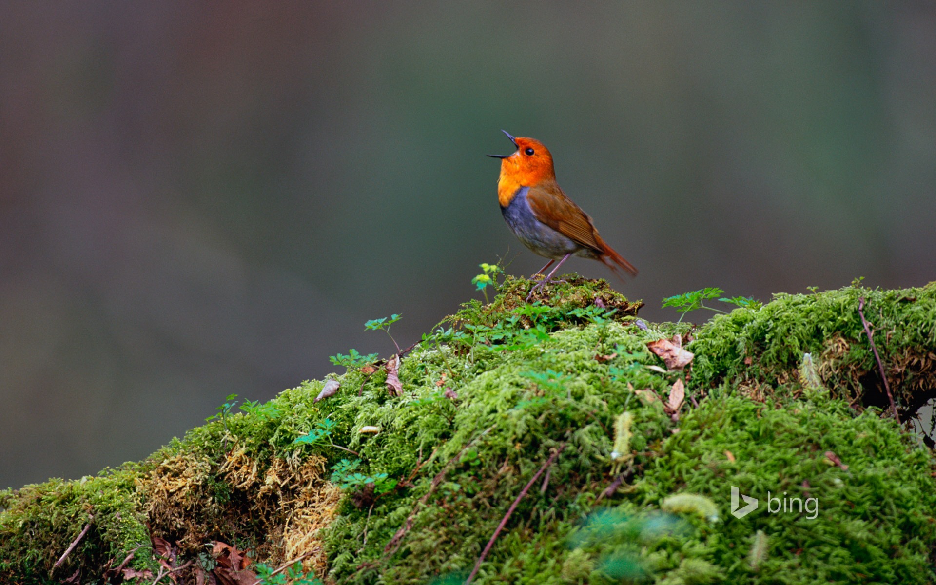 Avril 2015 fonds d'écran HD Bing #8 - 1920x1200