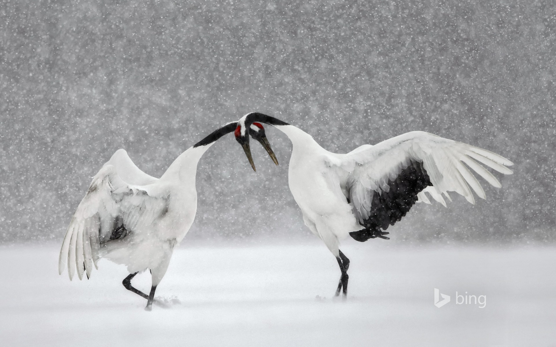 Febrero de 2016 fondos de pantalla HD tema de Bing #8 - 1920x1200