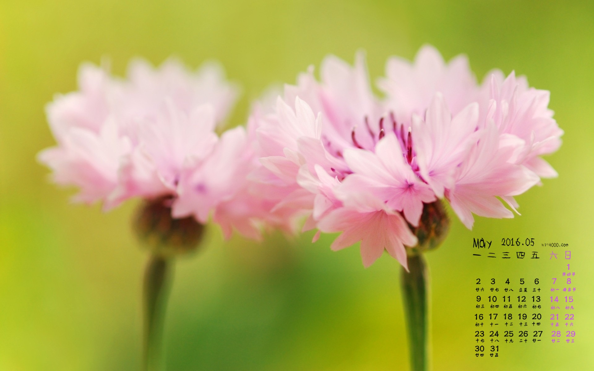 2016年5月 月曆壁紙(一) #6 - 1920x1200