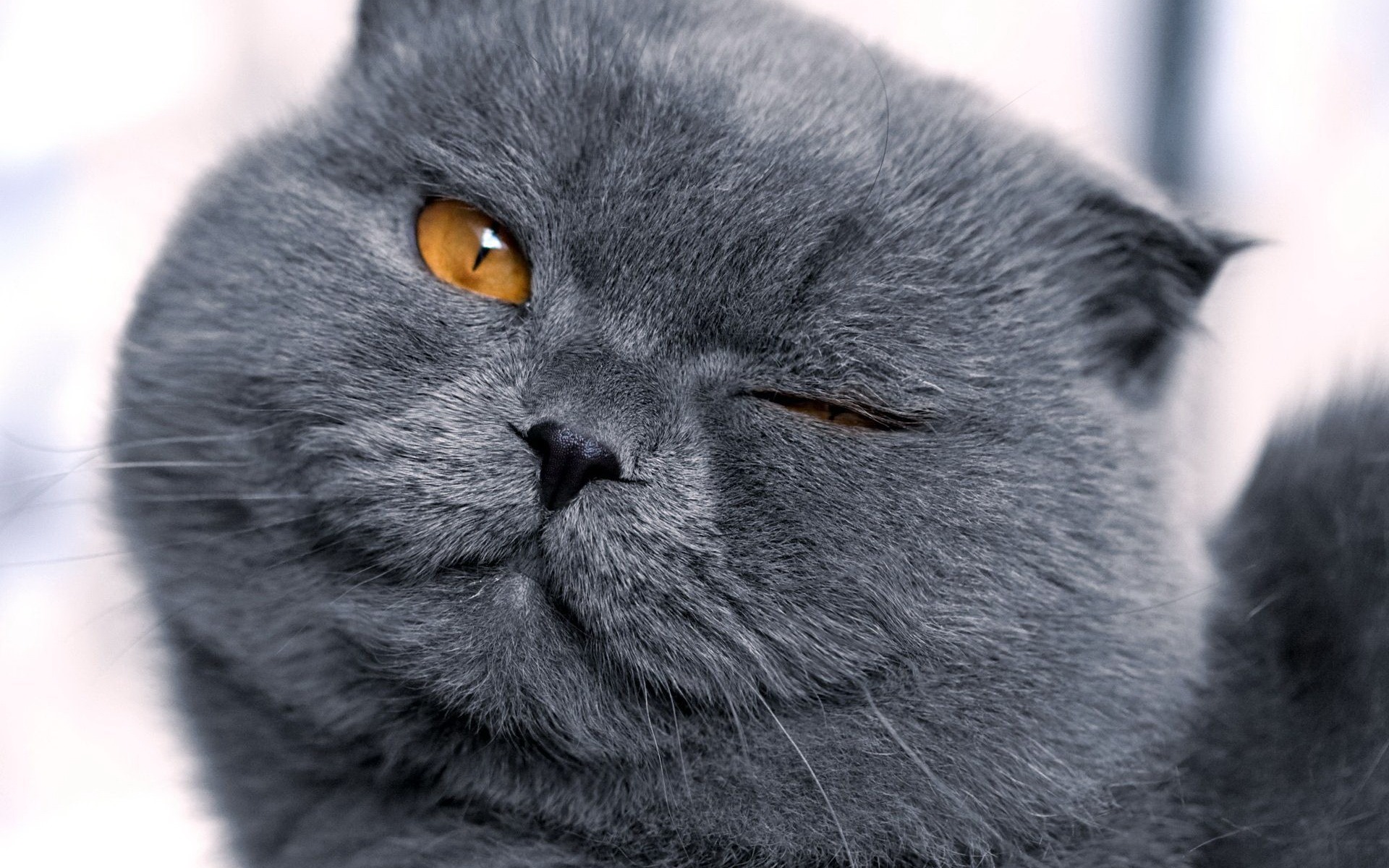 Roztomilé domácí zvířata, Scottish Fold kočka HD tapety na plochu #37 - 1920x1200