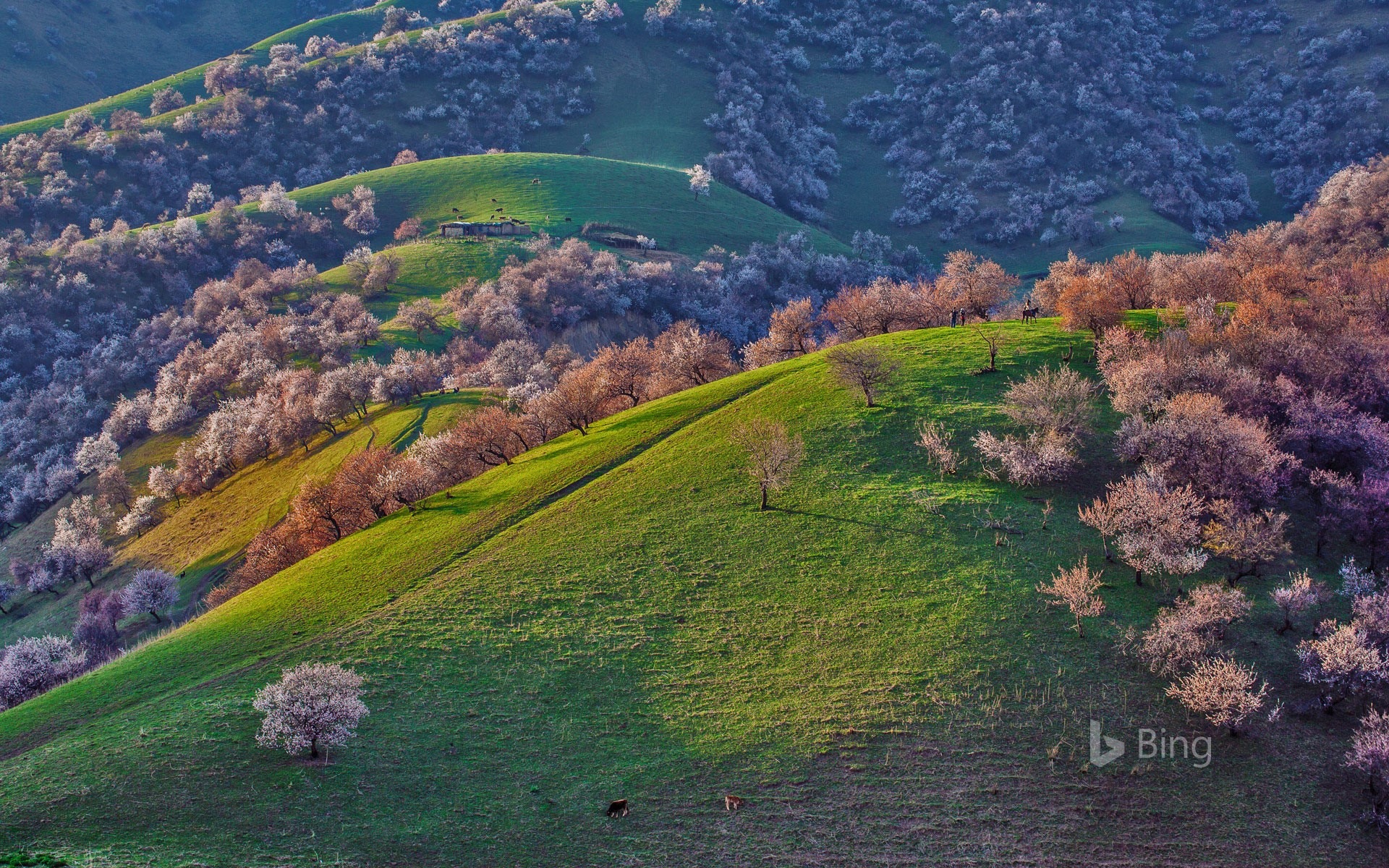 Května 2016 Bing téma HD tapety na plochu #10 - 1920x1200