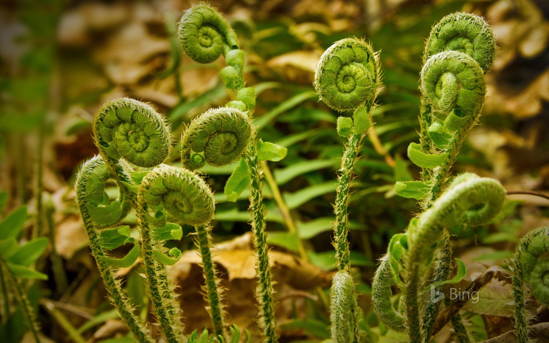 Mai 2017 Bing Thema der hochauflösenden Hintergrundbild #26 - 1920x1200