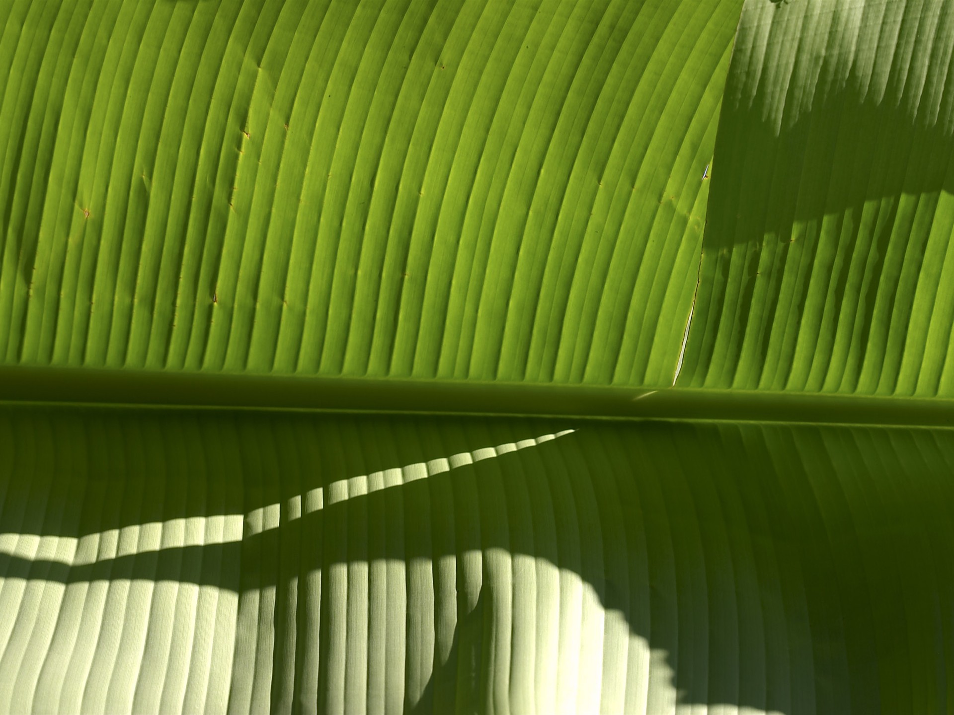 超大葉脈花草高清壁紙 #3 - 1920x1440