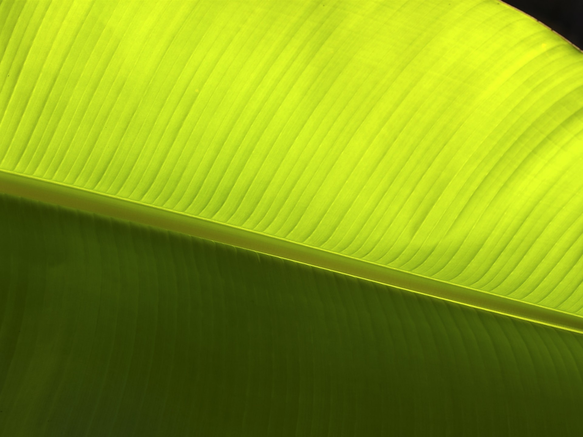超大葉脈花草高清壁紙 #4 - 1920x1440
