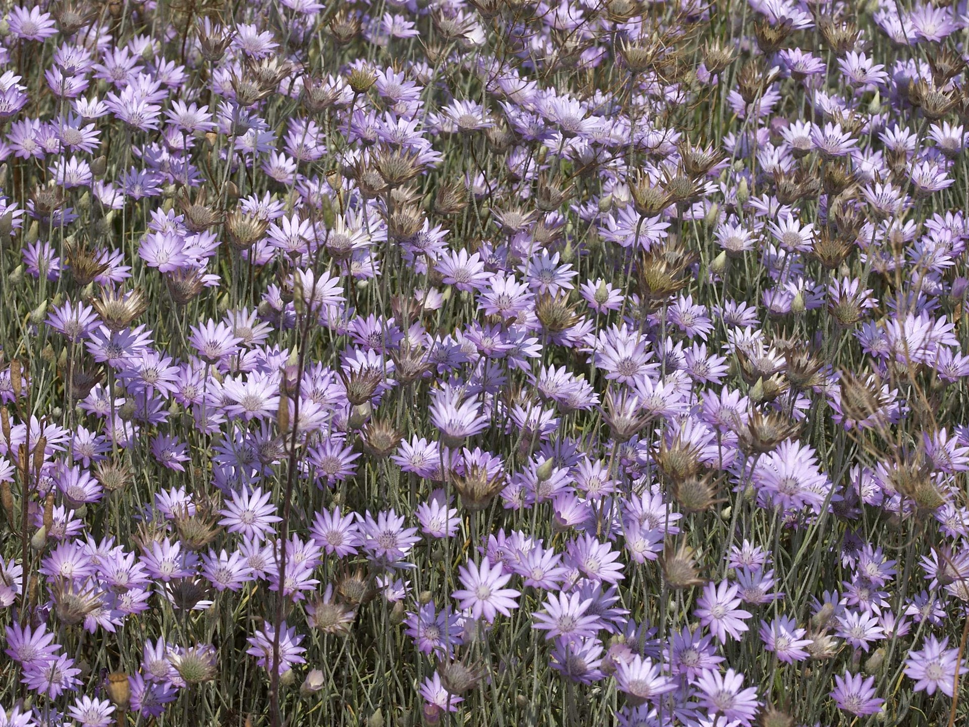超大葉脈花草高清壁紙 #10 - 1920x1440