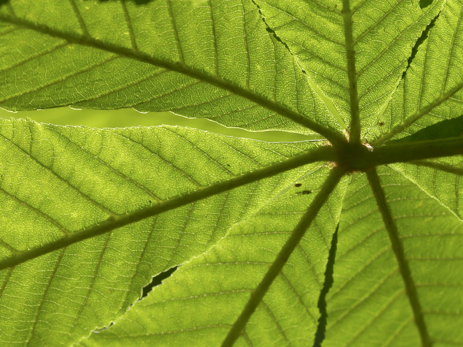 超大葉脈花草高清壁紙 #17 - 1920x1440