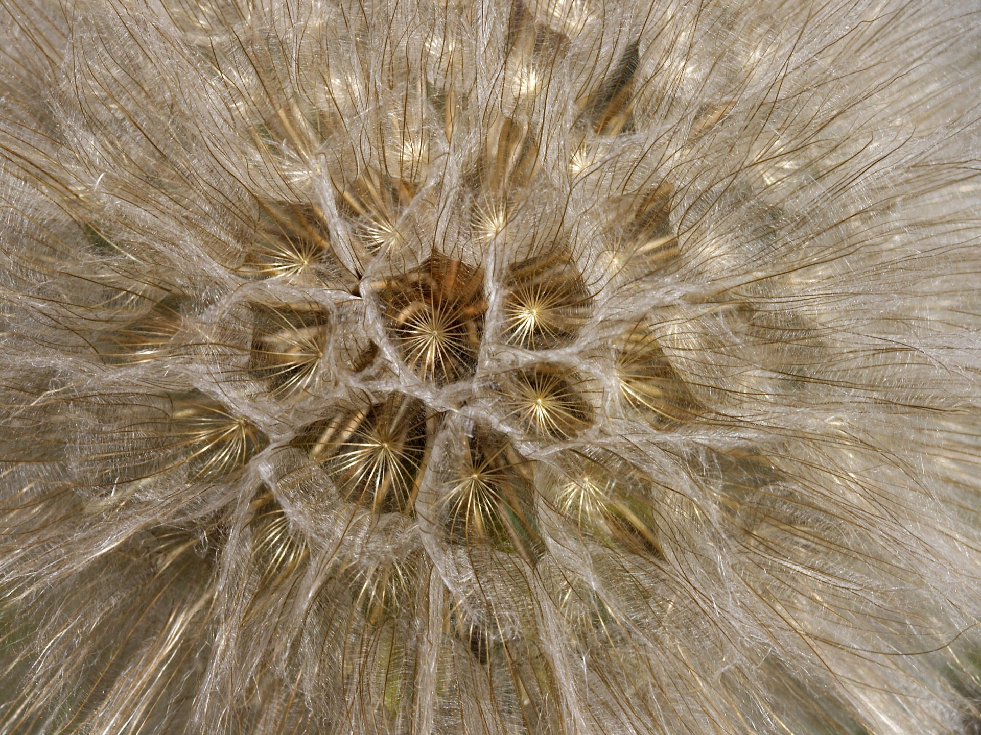 超大葉脈花草高清壁紙 #19 - 1920x1440
