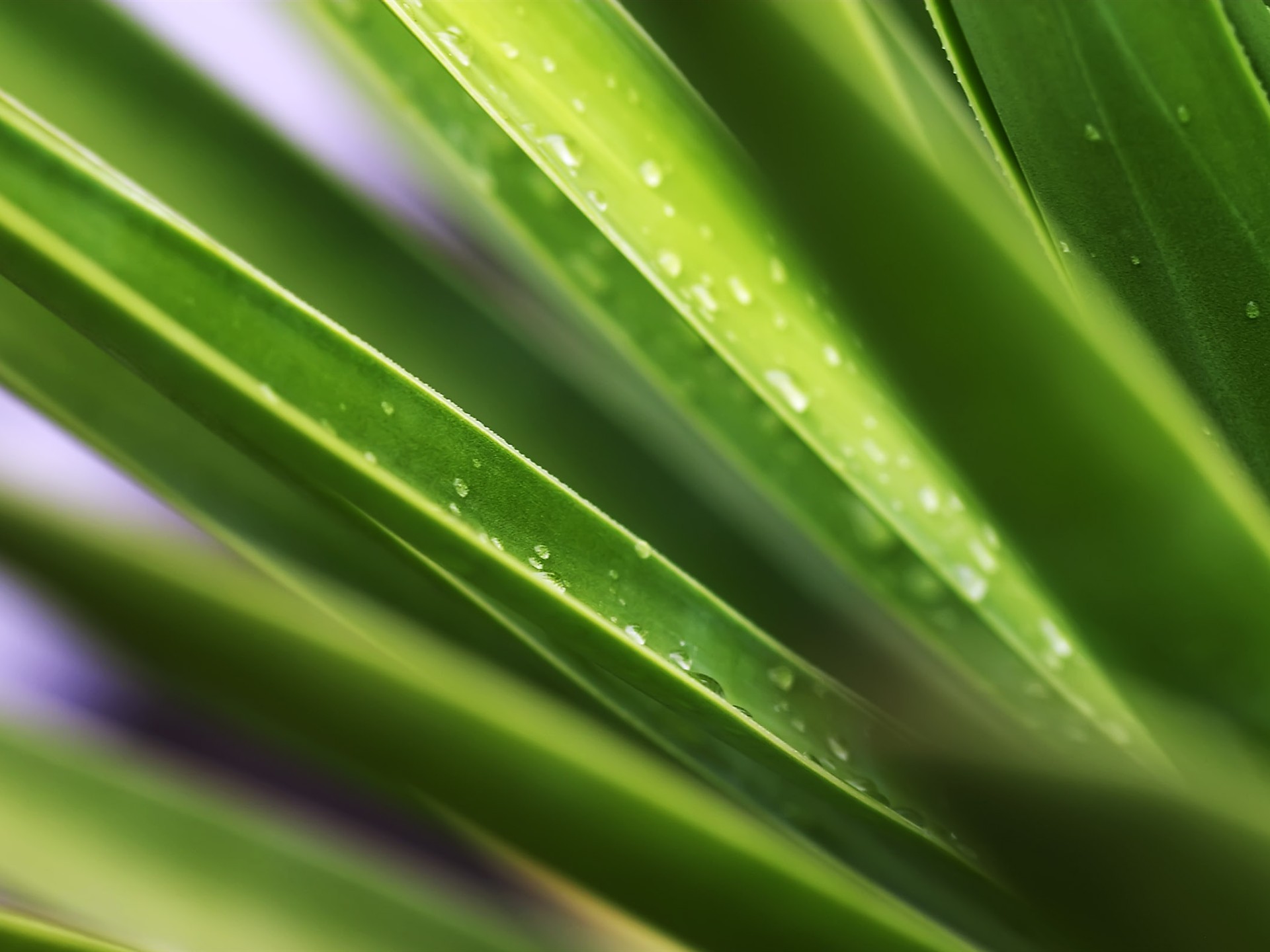 超大葉脈花草高清壁紙 #30 - 1920x1440