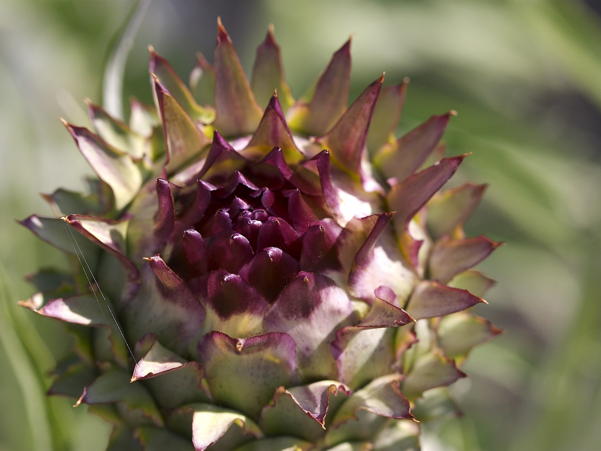 HD wallpaper flowers large vein #31 - 1920x1440