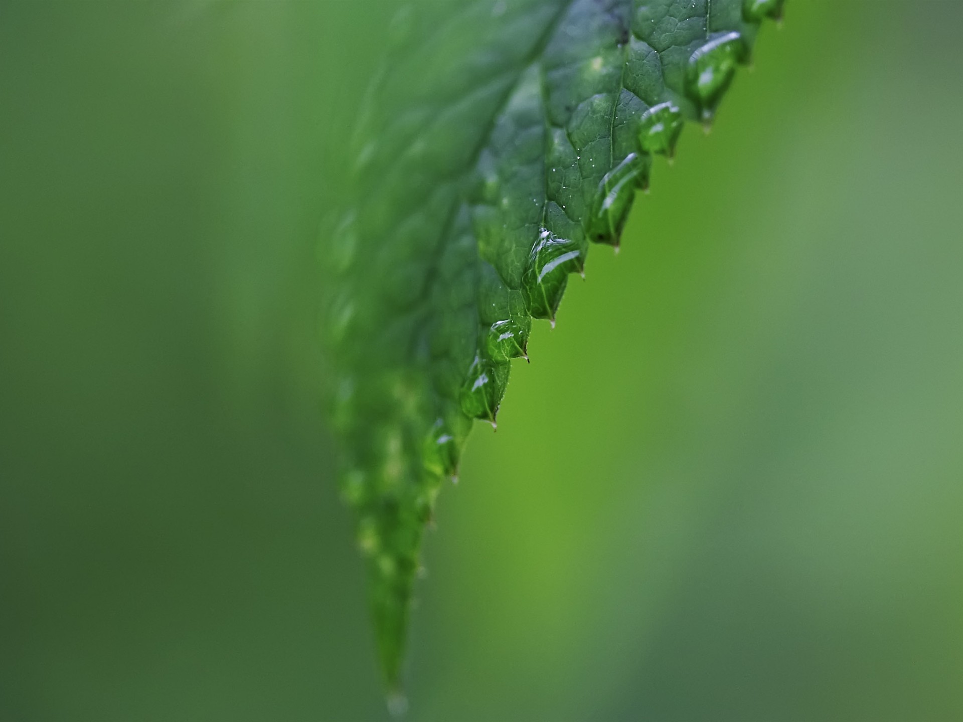 超大葉脈花草高清壁紙 #35 - 1920x1440