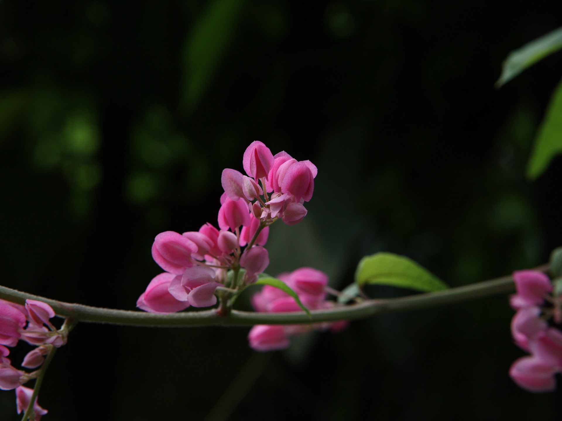 佳能 EOS 5D 樣張壁紙 #5 - 1920x1440