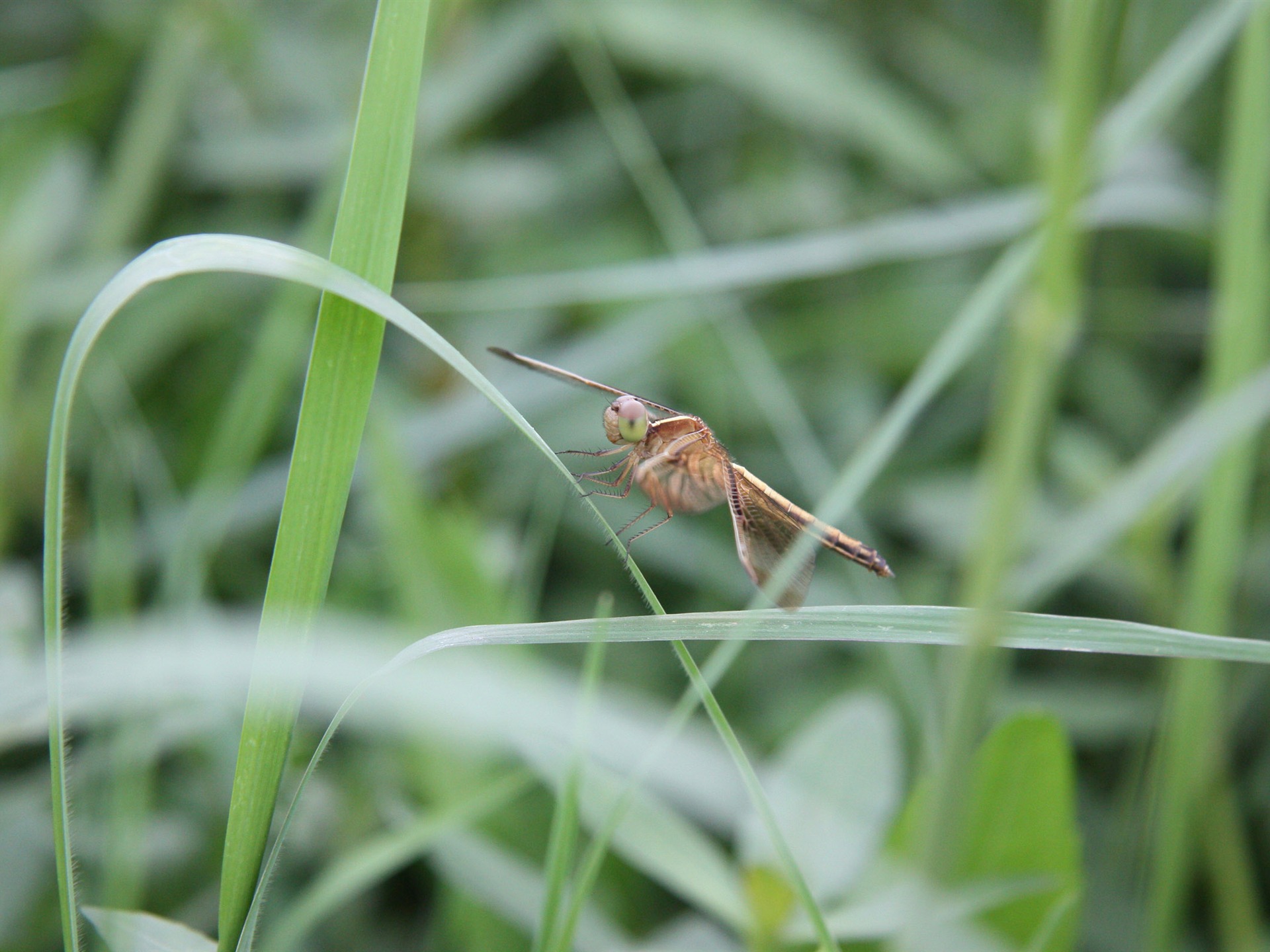 佳能 EOS 450D 樣張壁紙 #8 - 1920x1440