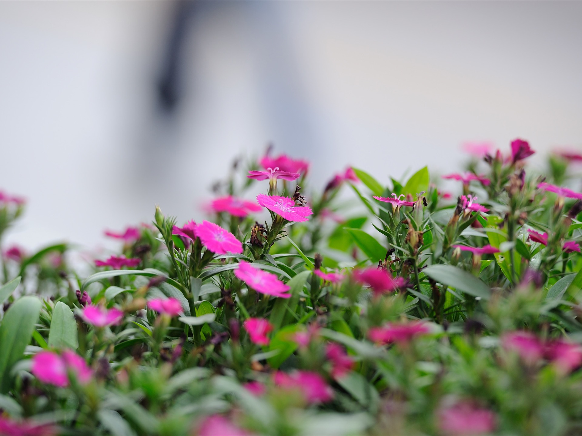 尼康 D700 樣張壁紙 #4 - 1920x1440