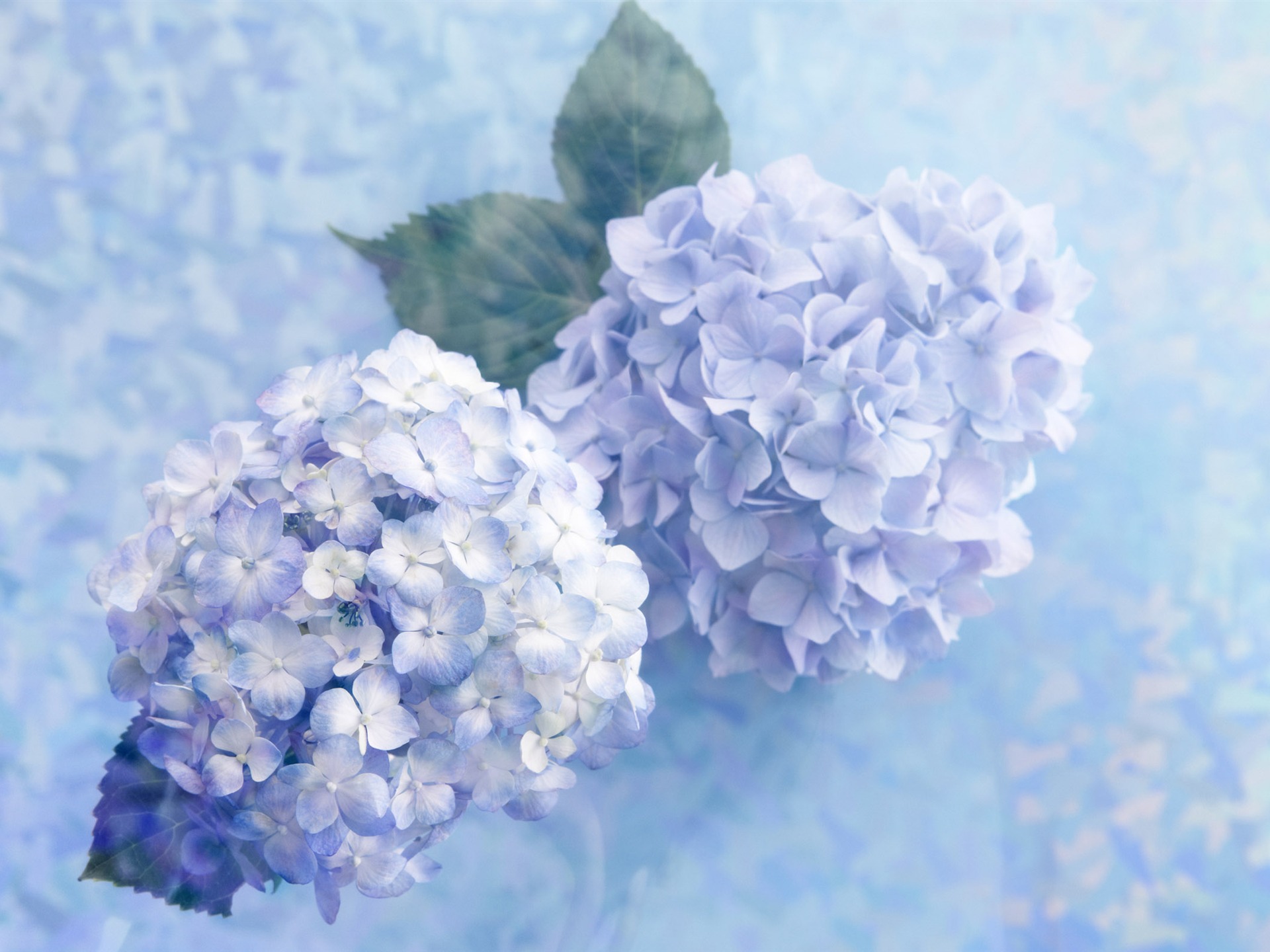 花卉禮品高清壁紙(四) #8 - 1920x1440