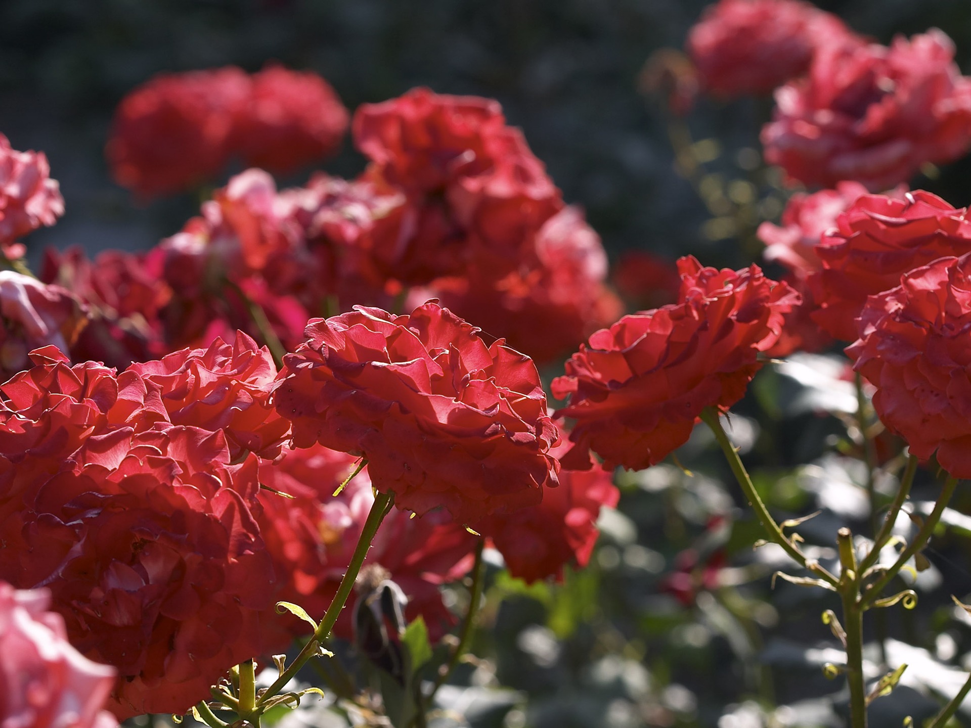 超大鲜花特写 壁纸(一)4 - 1920x1440