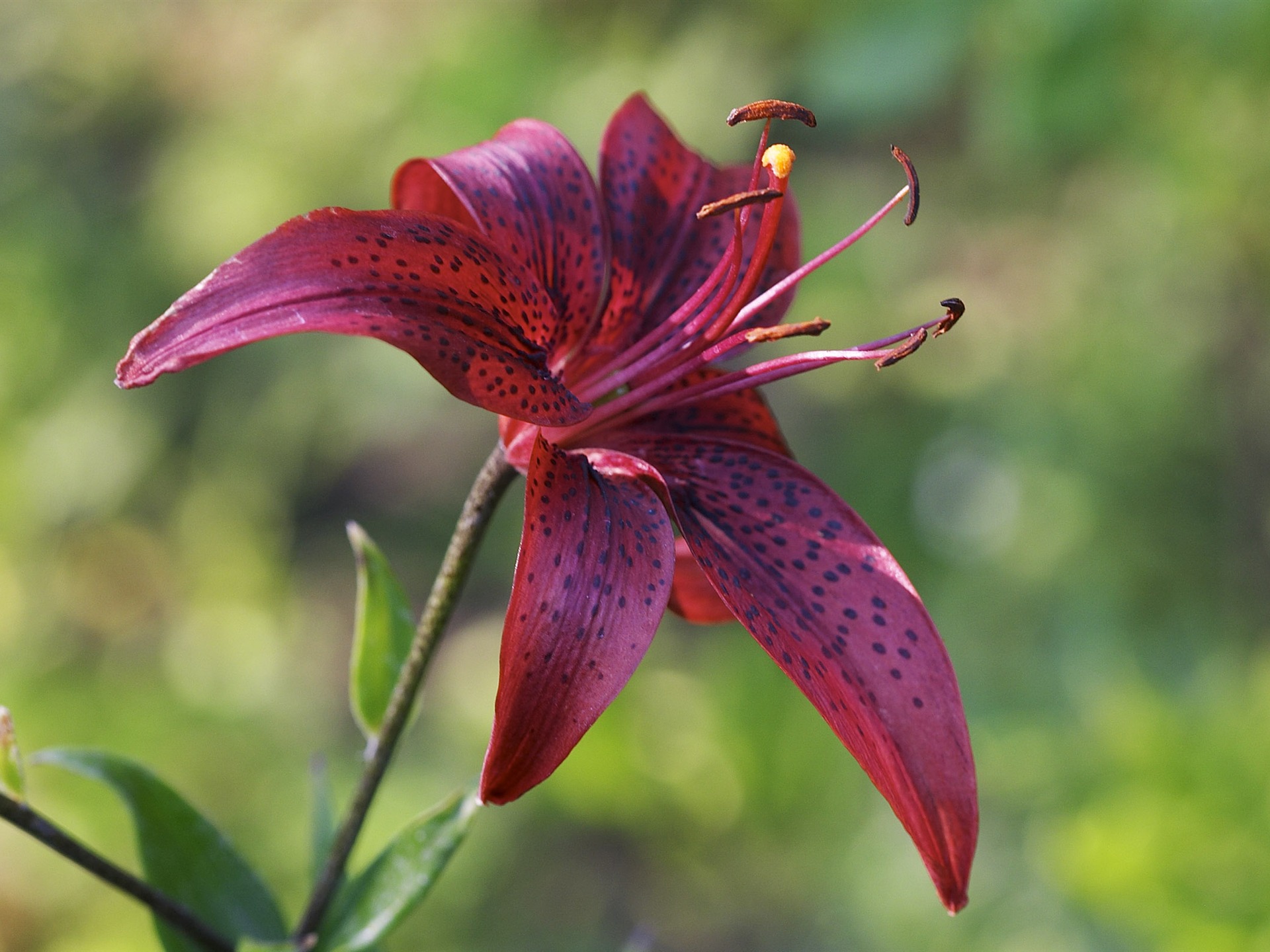 Large Flower Feature Wallpaper (2) #15 - 1920x1440