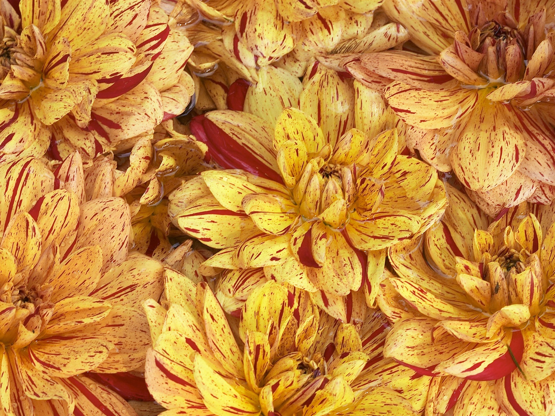 超大鮮花特寫 壁紙(三) #7 - 1920x1440