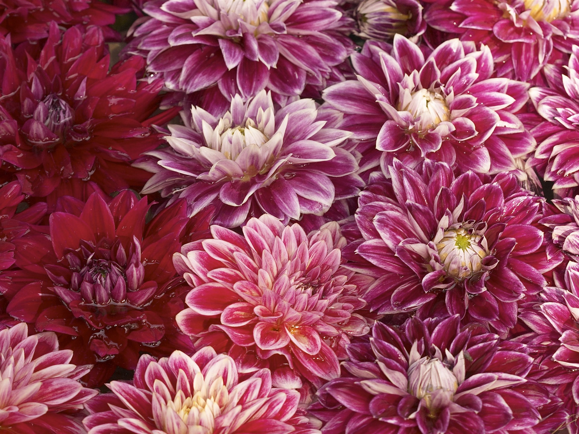 超大鮮花特寫 壁紙(三) #20 - 1920x1440