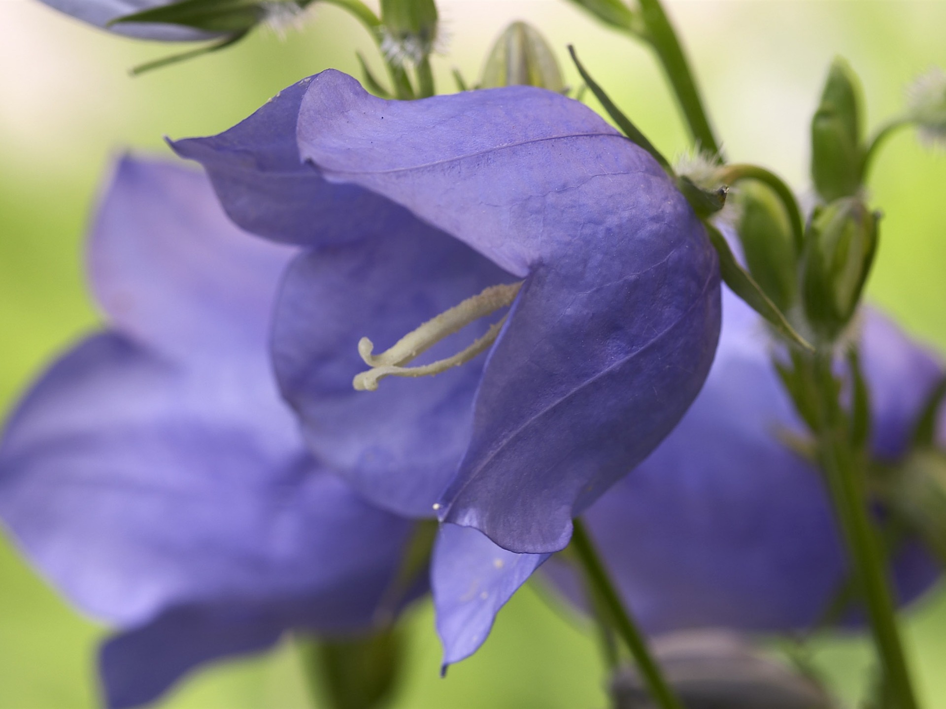 超大鲜花特写 壁纸(四)13 - 1920x1440